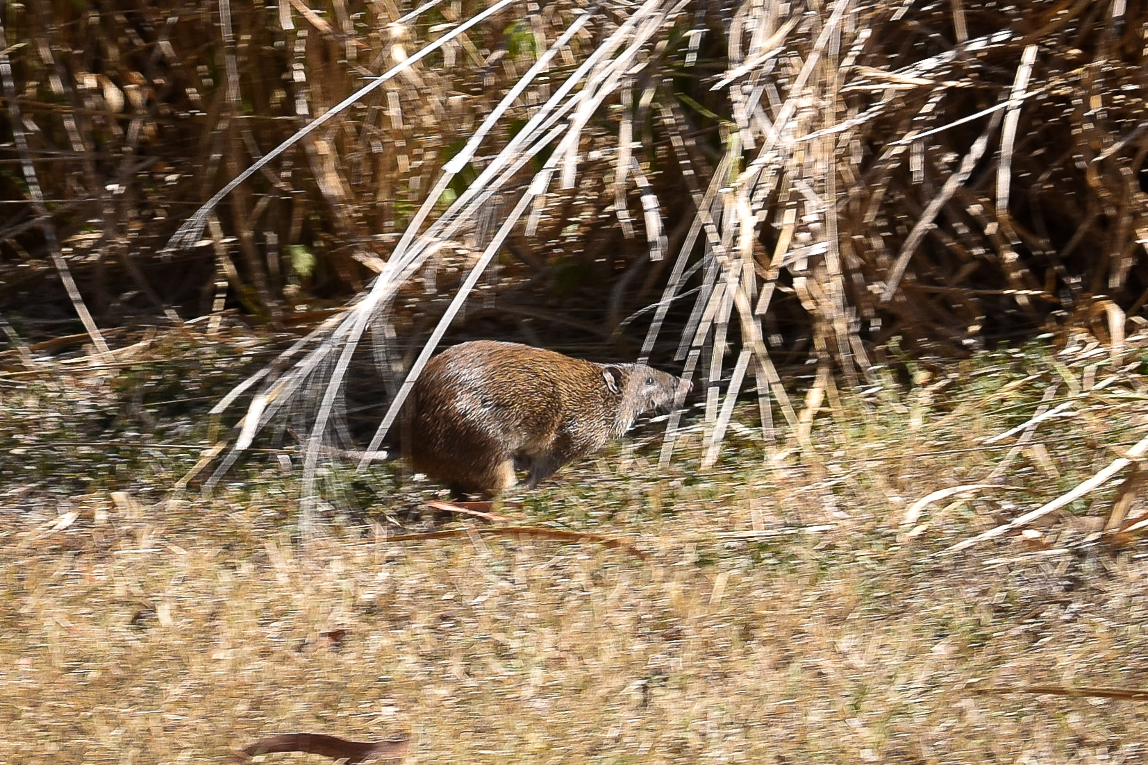 Northern Brown Bandicoot (Isoodon macrourus)