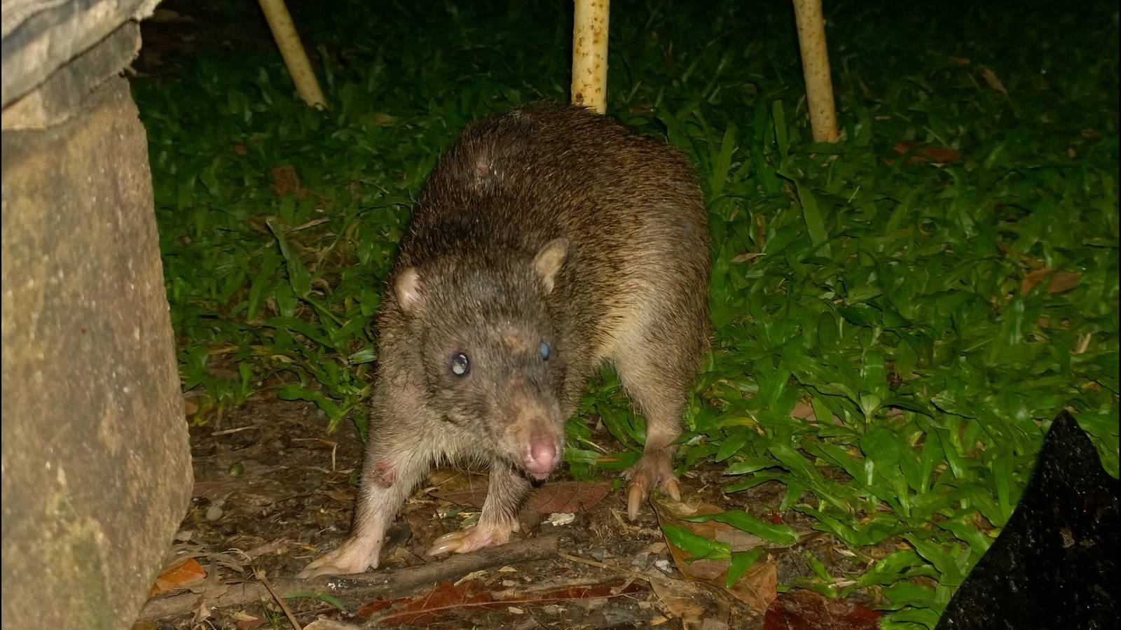 Northern brown bandicoot