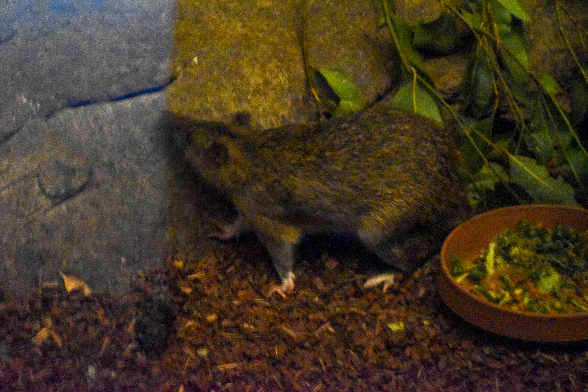 Northern Brown Bandicoot