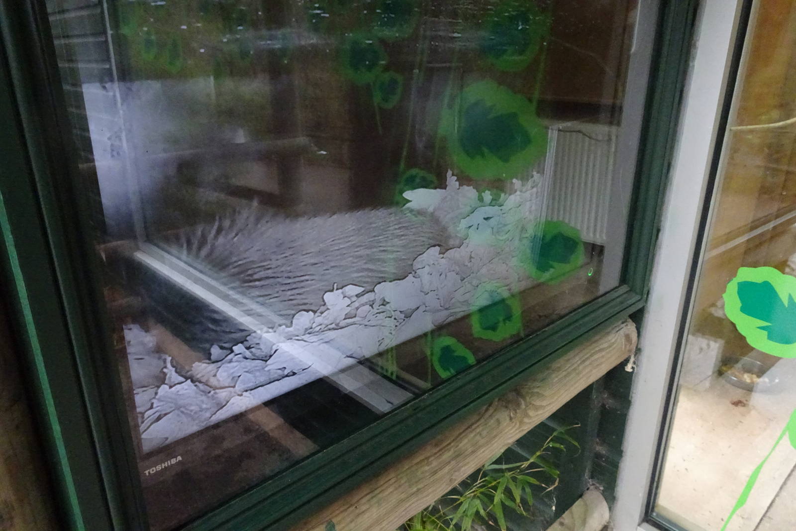 Northern Brown Kiwi, April 2016