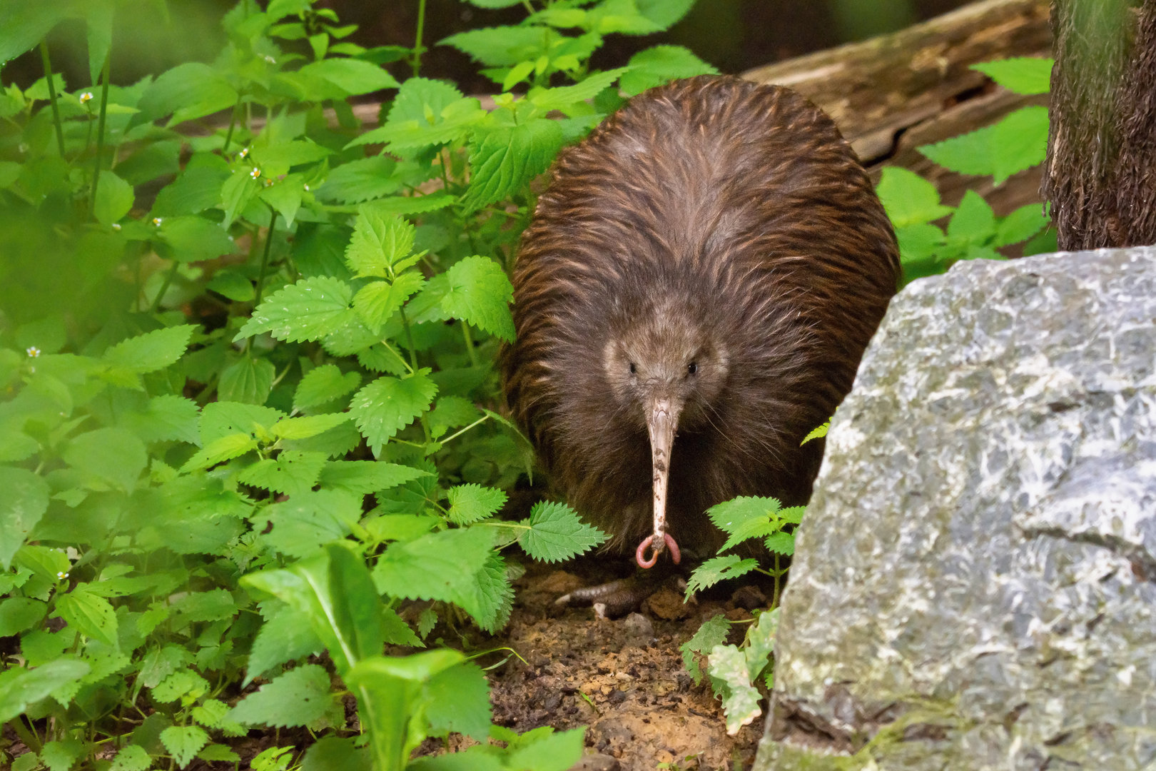 Northern brown kiwi (Apteryx mantelli)