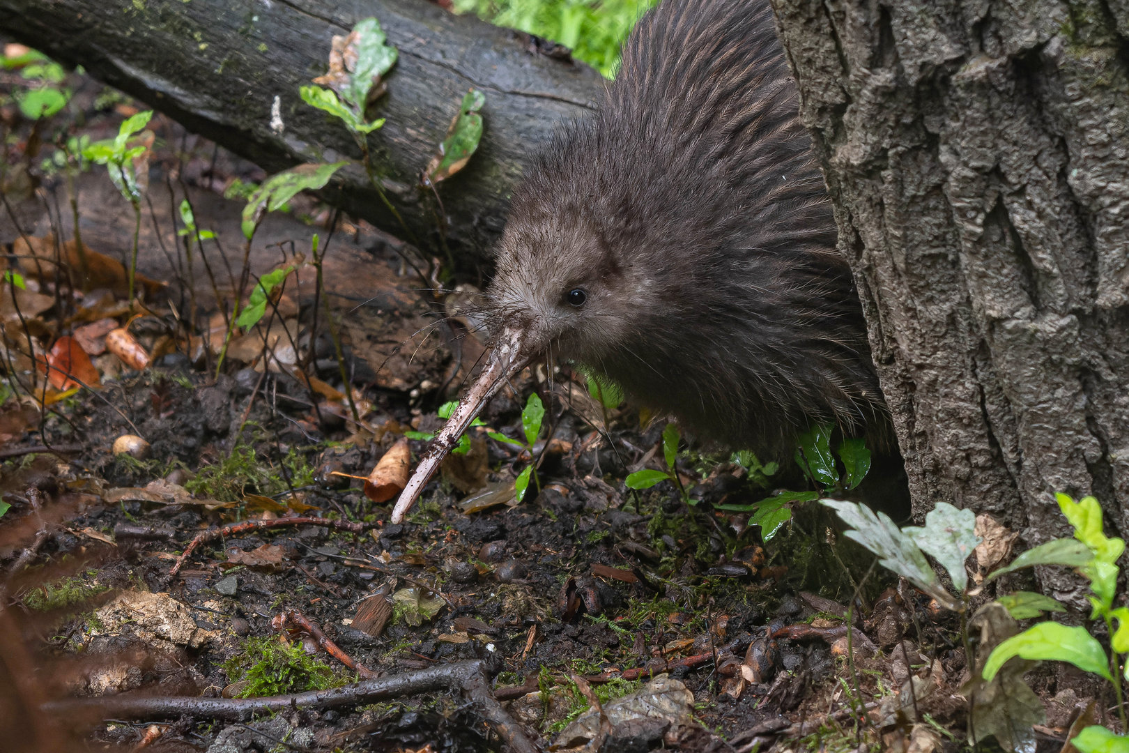 Northern brown kiwi (Apteryx mantelli)