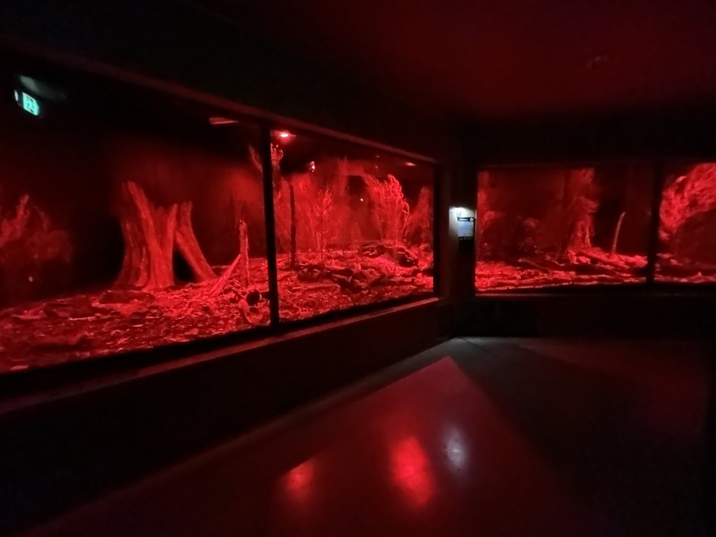 Northern Brown Kiwi Exhibit #1