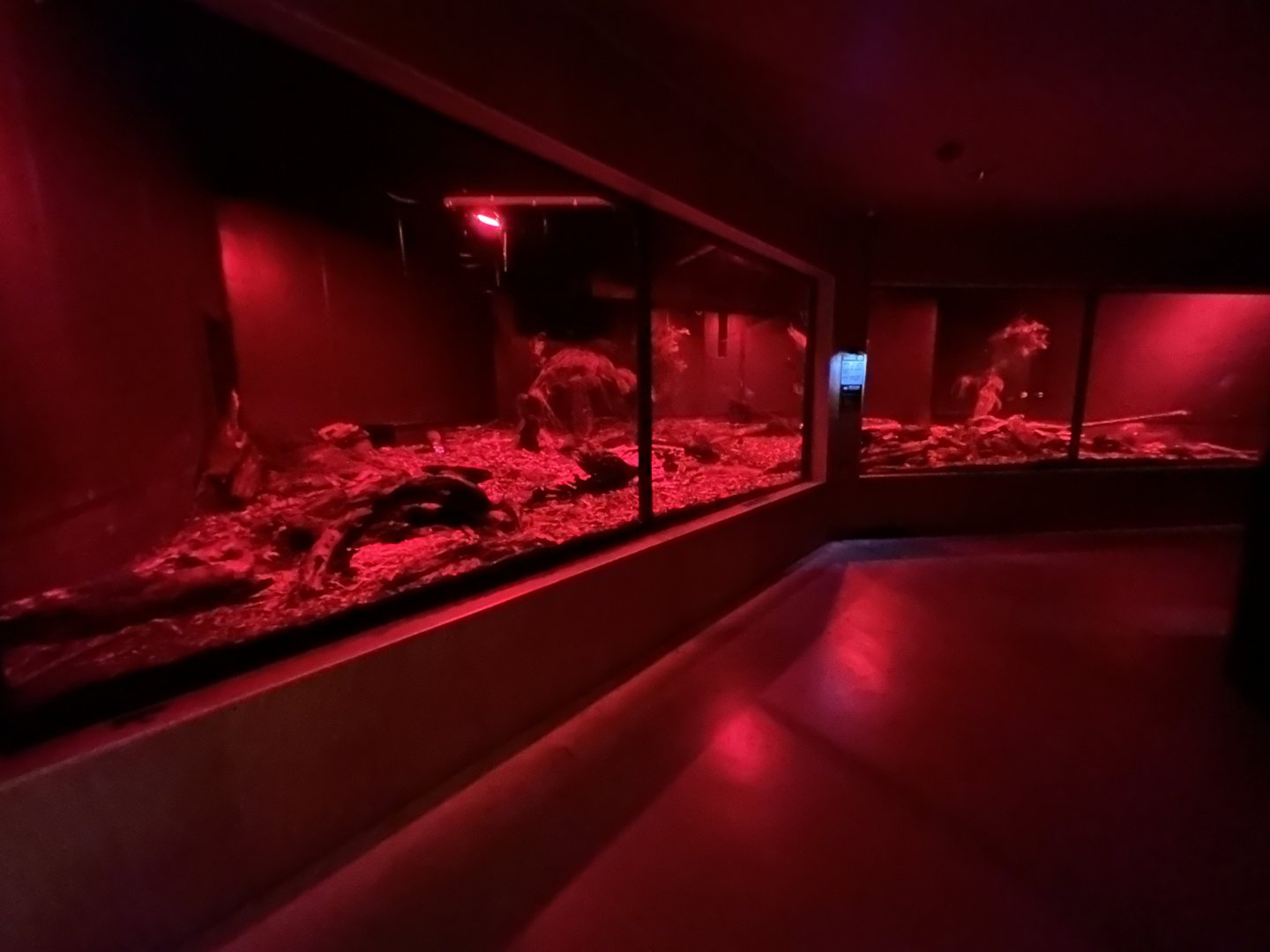 Northern Brown Kiwi Exhibit #2