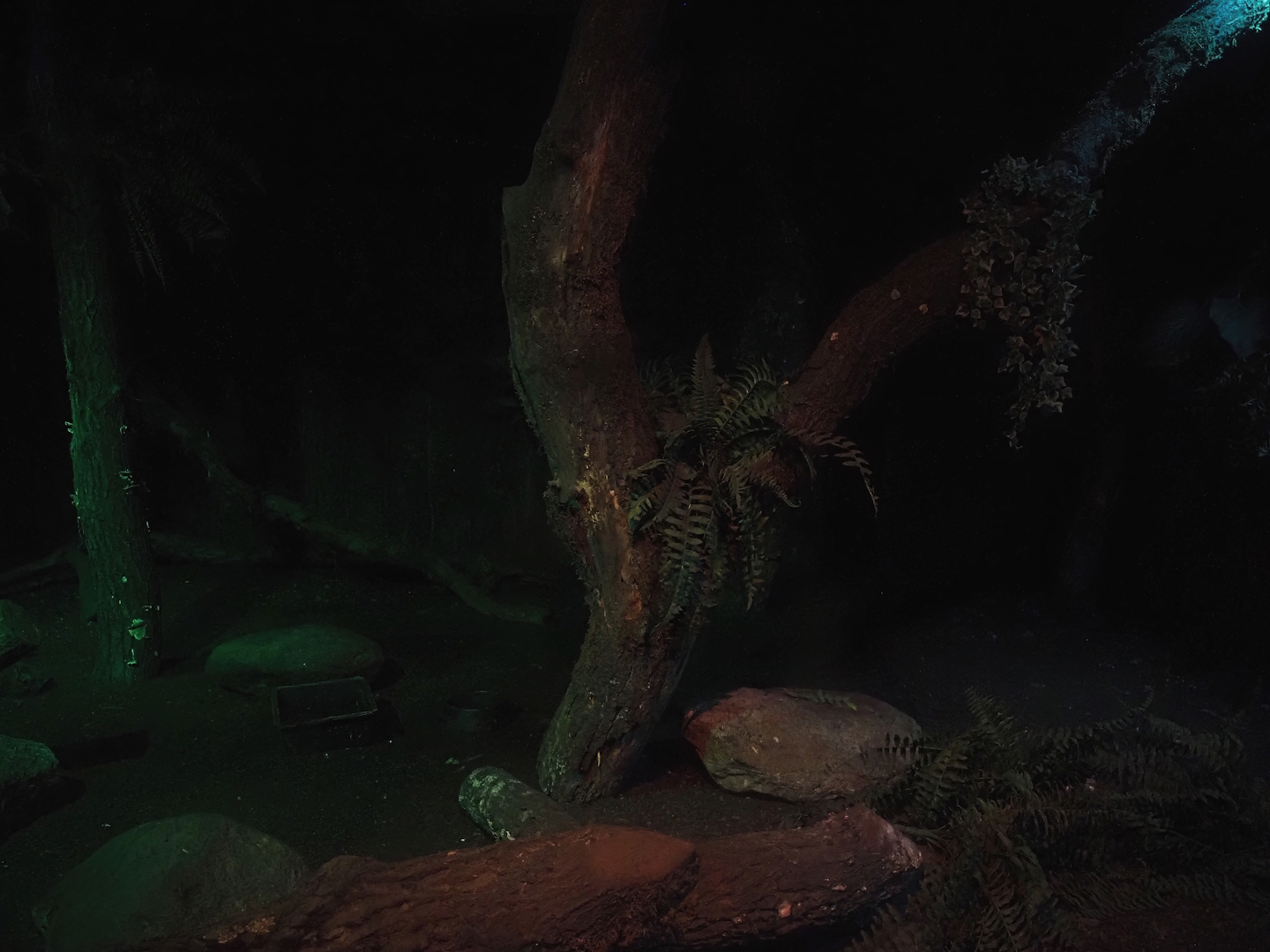 Northern brown kiwi exhibit, 2024-05-21