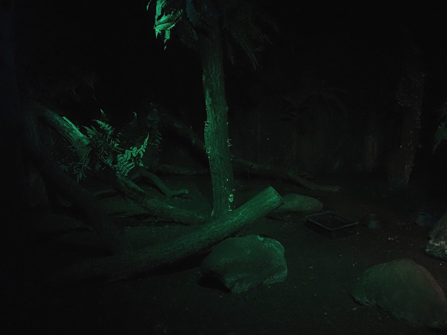 Northern brown kiwi exhibit, 2024-05-21