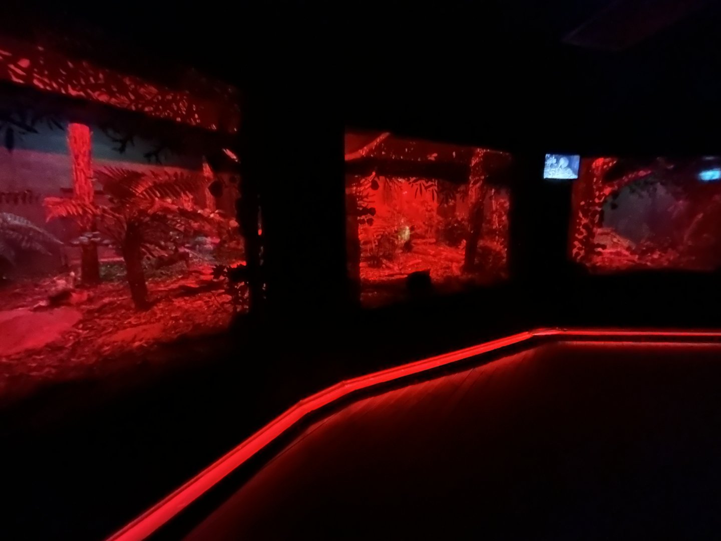 Northern Brown Kiwi Exhibit