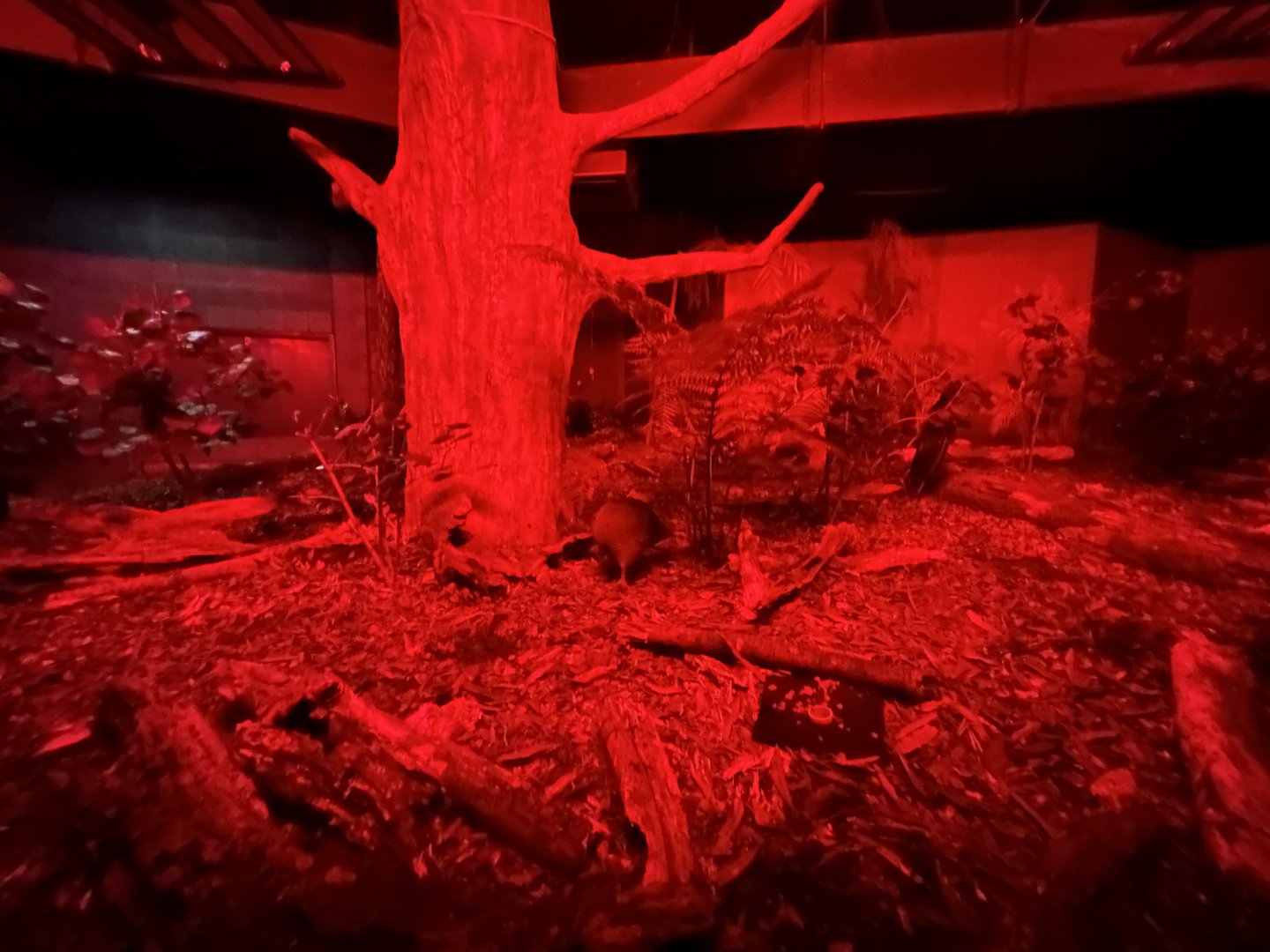 Northern Brown Kiwi Exhibit