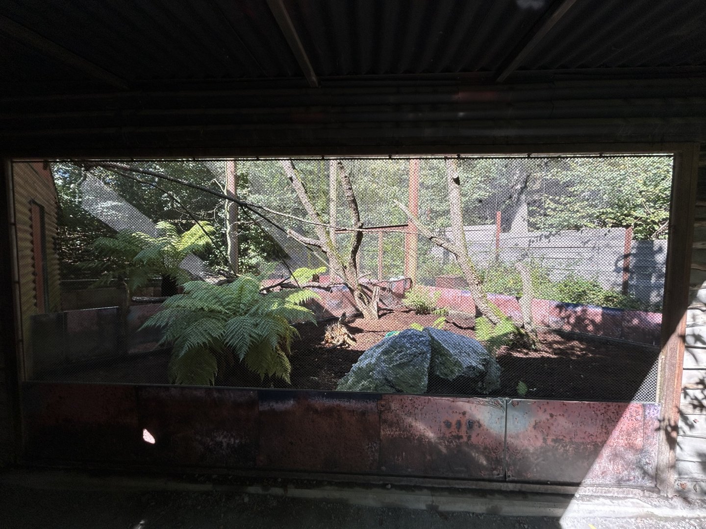 Northern Brown Kiwi Exhibits