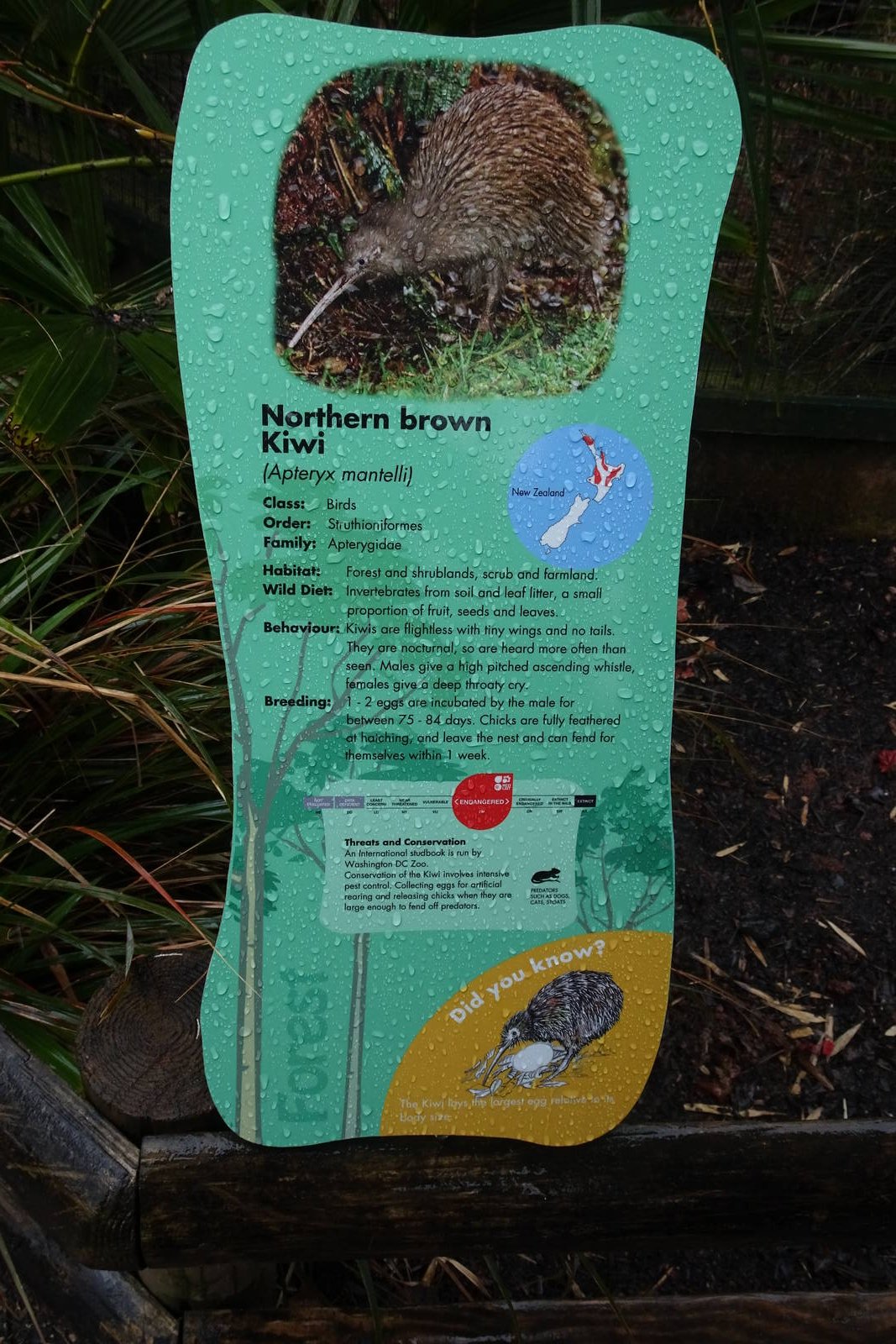 Northern Brown Kiwi sign, April 2016