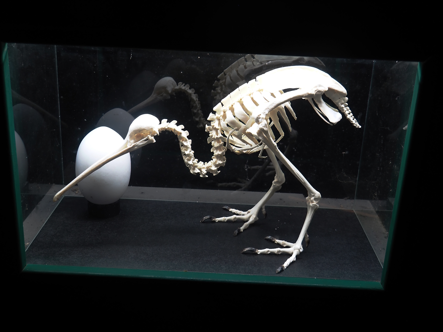 Northern brown kiwi skeleton, 2024-05-21