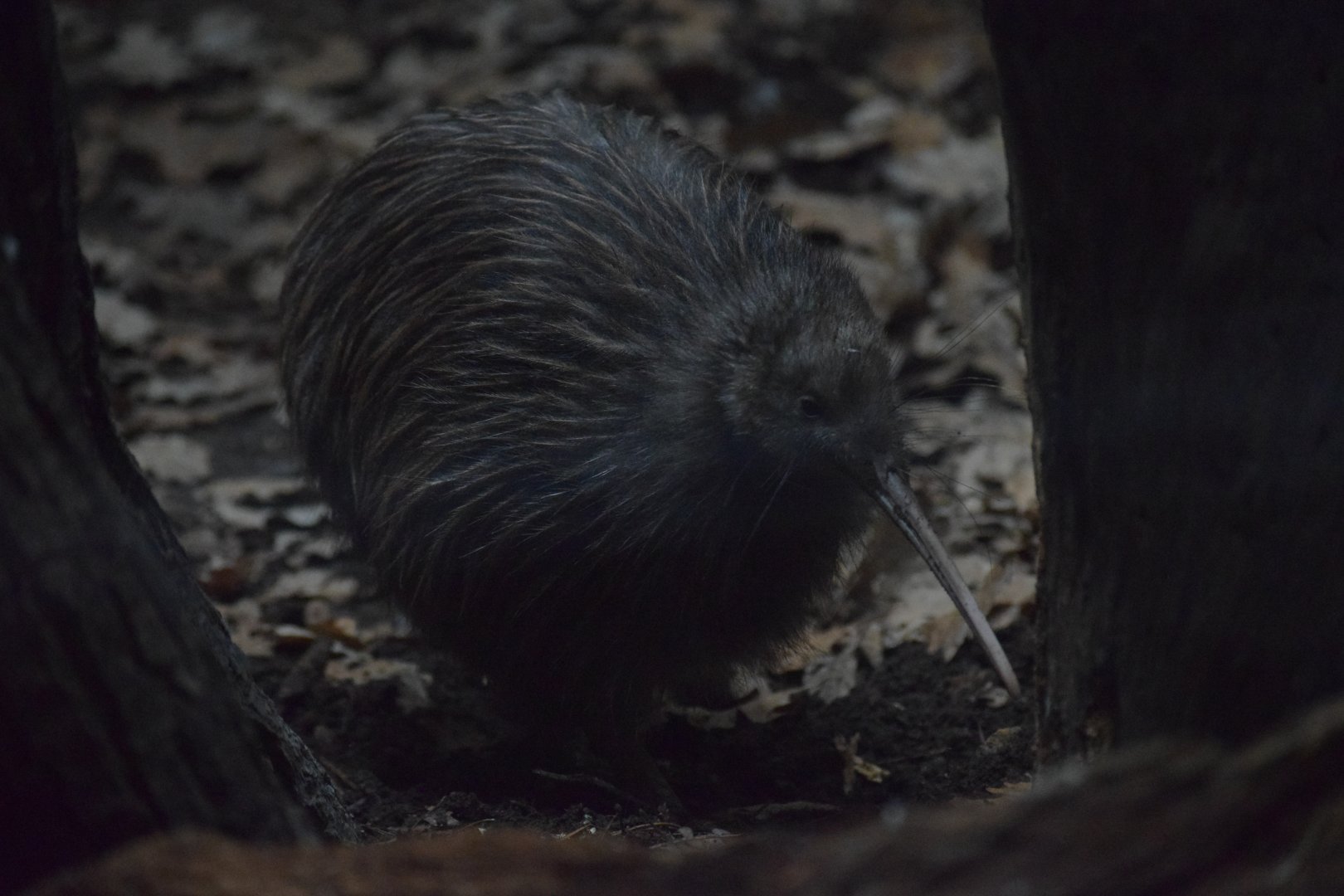 Northern brown kiwi