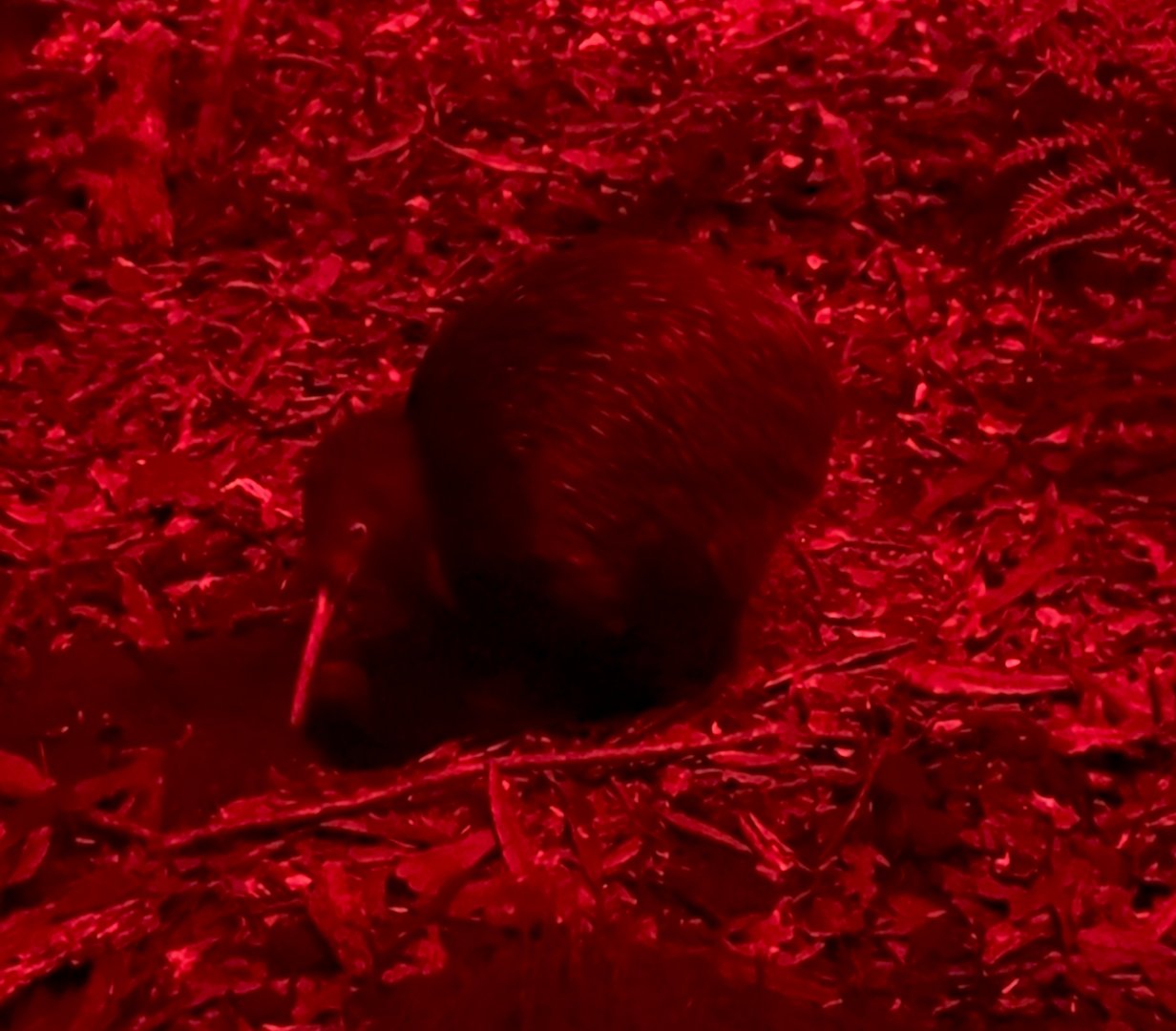 Northern Brown Kiwi