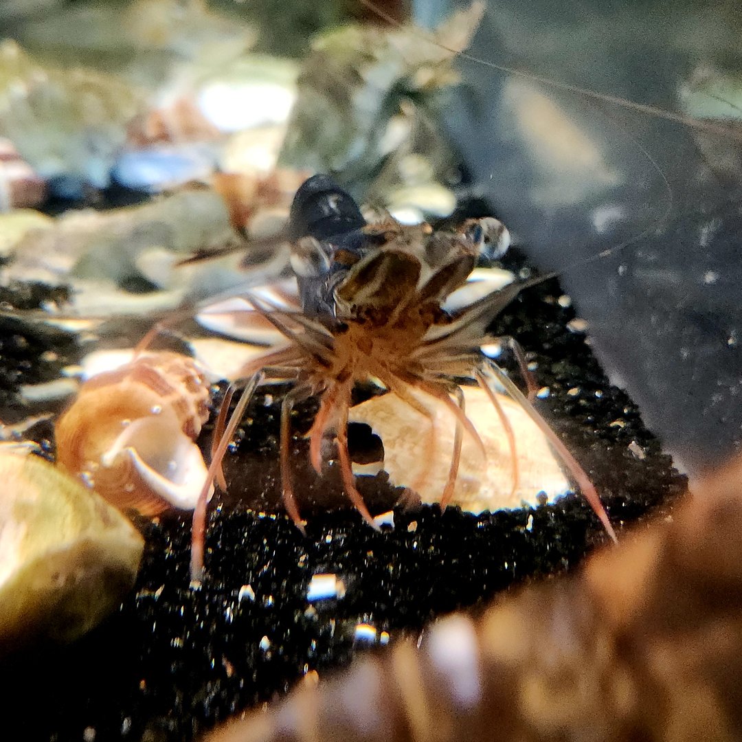 Northern Brown Shrimp (Farfantepenaeus aztecus)