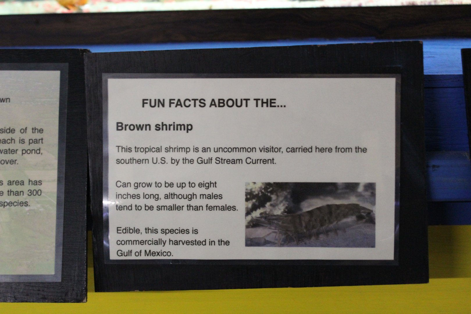 Northern Brown Shrimp Signage