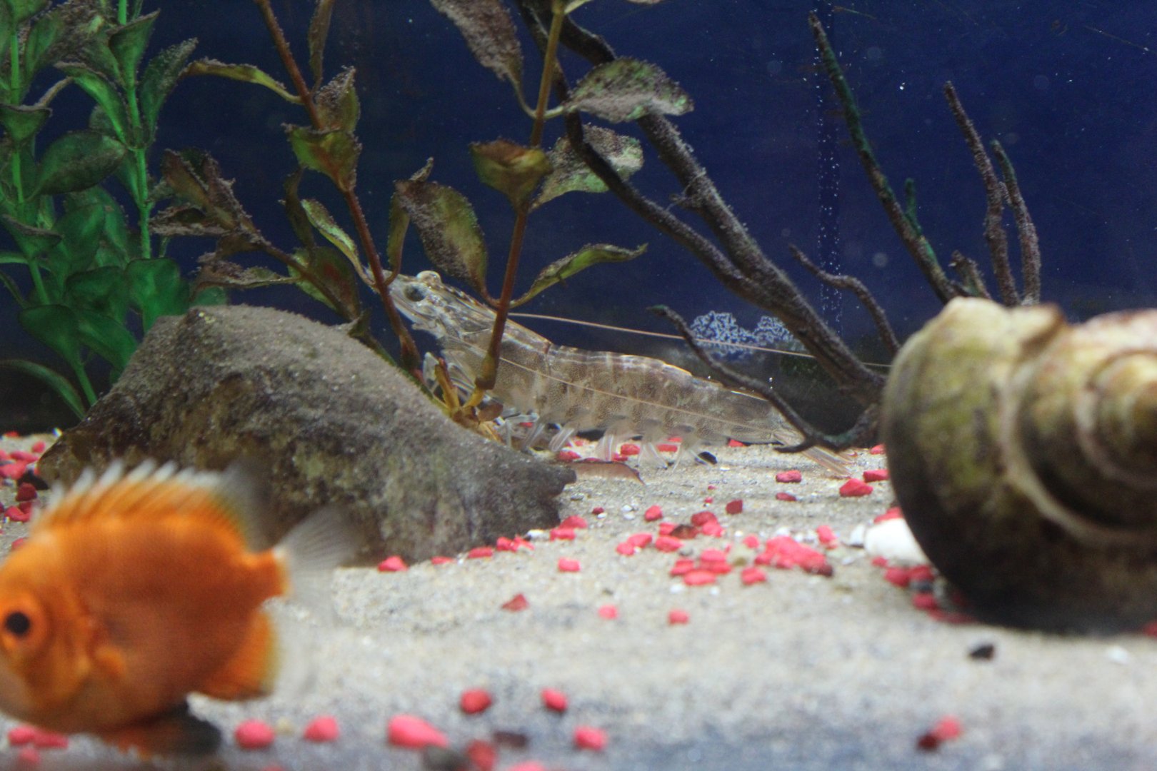 Northern Brown Shrimp