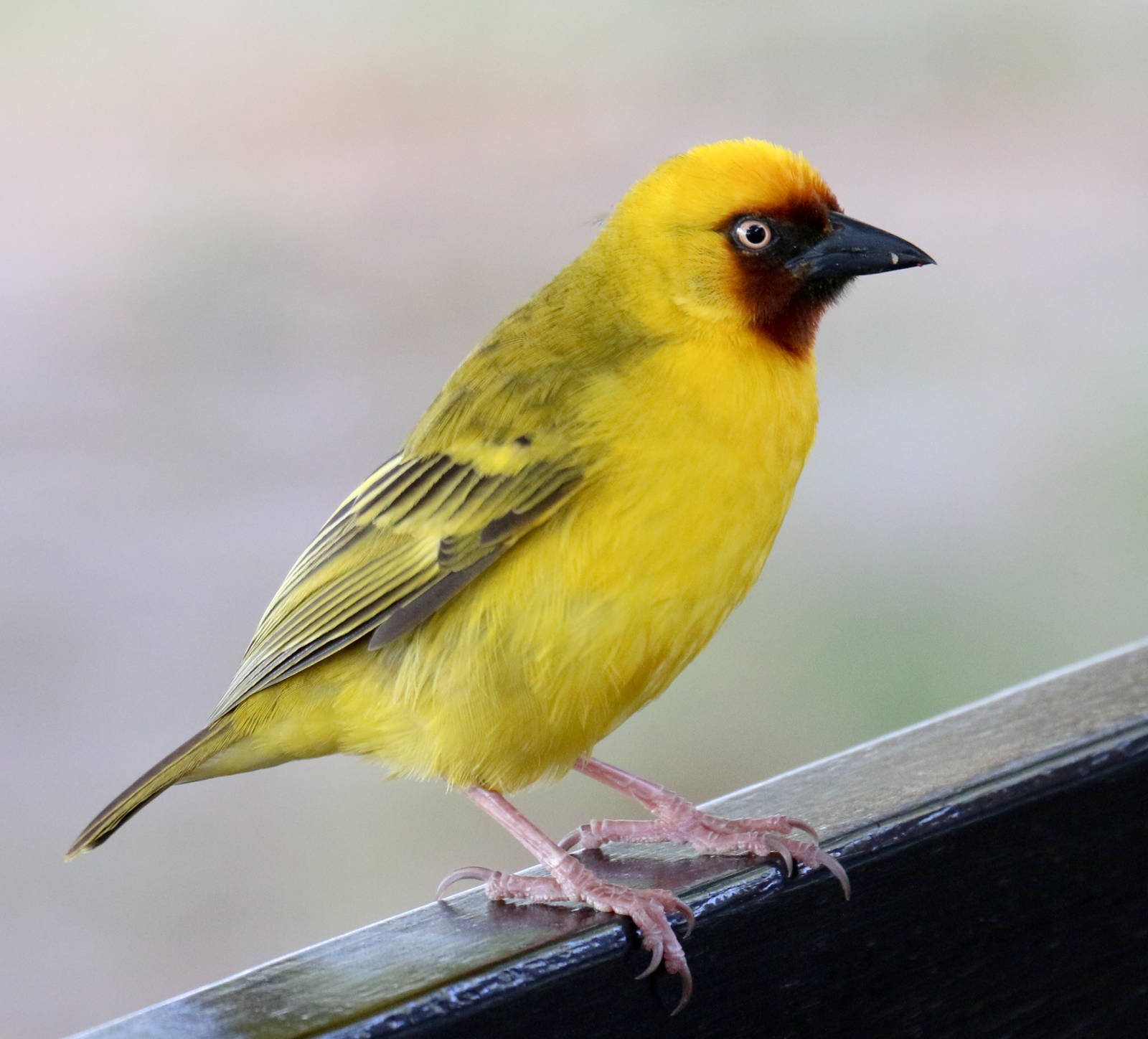 Northern Brown-throated Weaver