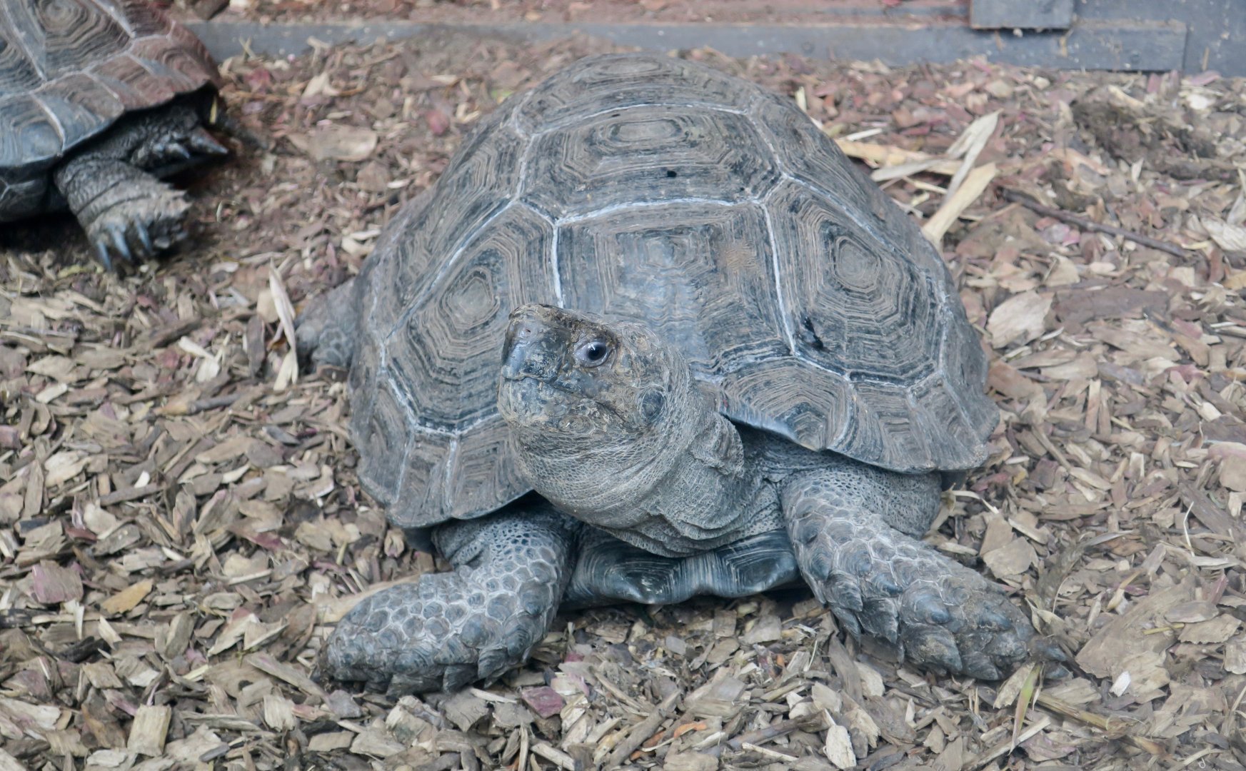 Northern Brown Tortoise (Manouria emys phayrei)