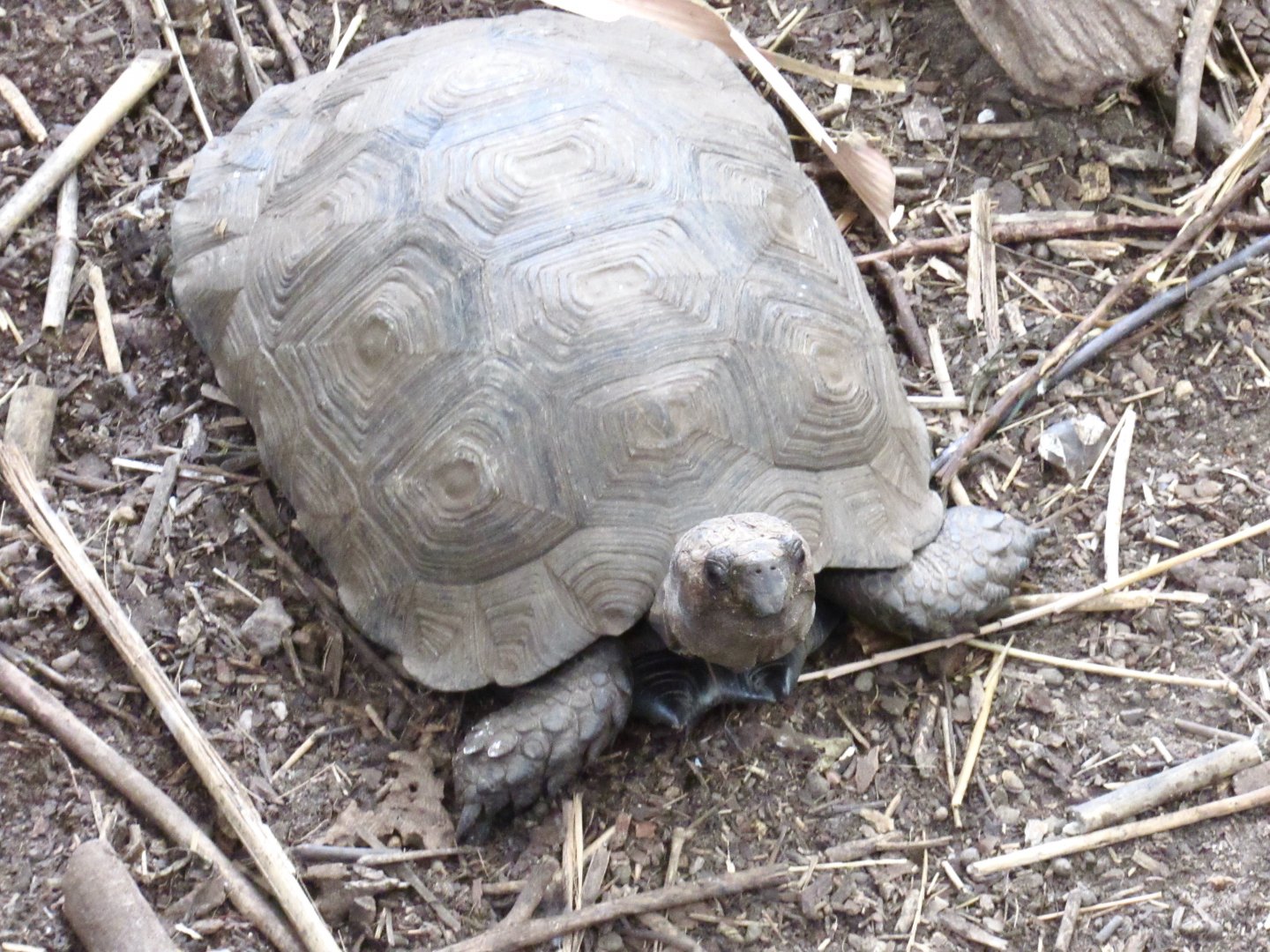 Northern Brown Tortoise