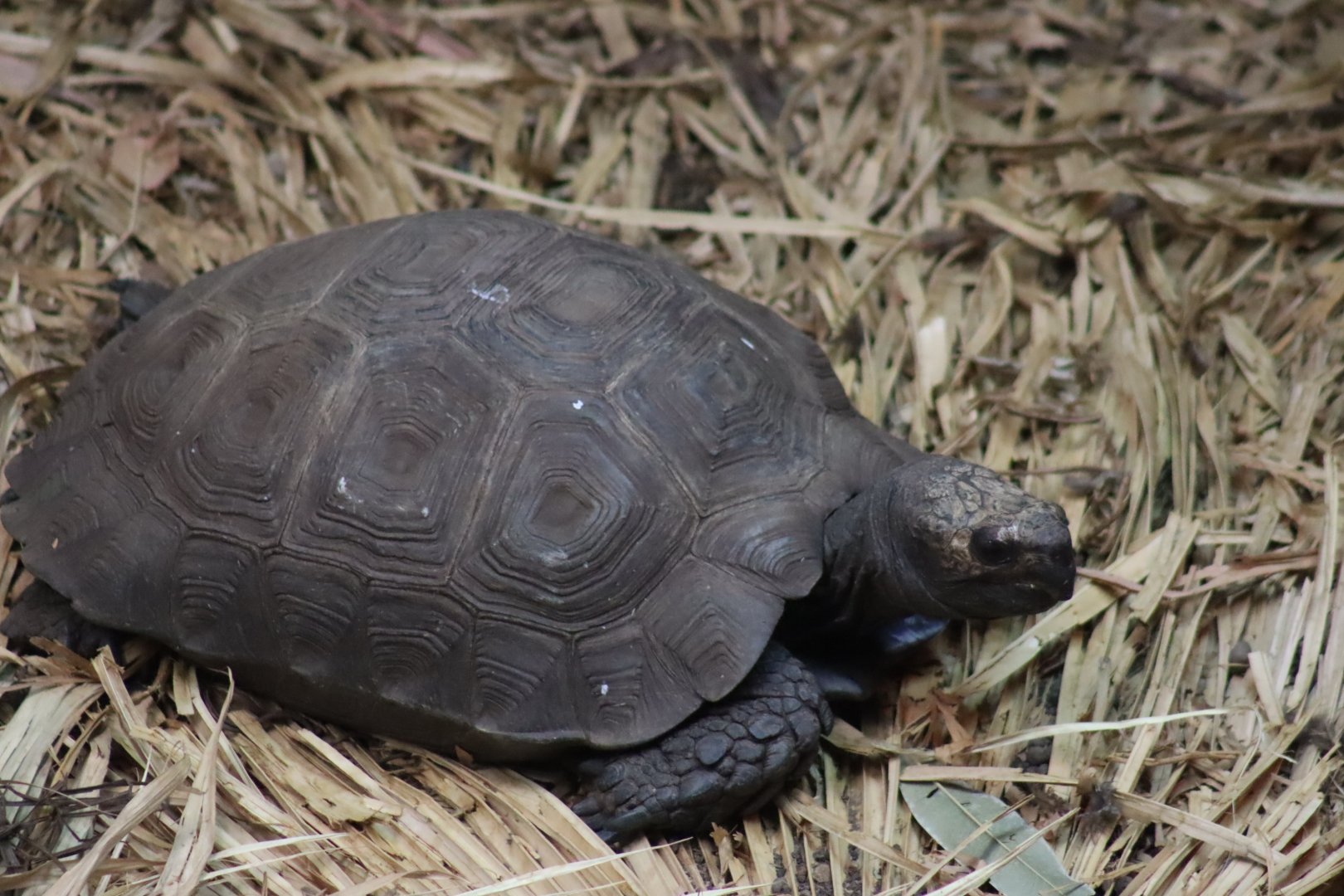 Northern Brown Tortoise