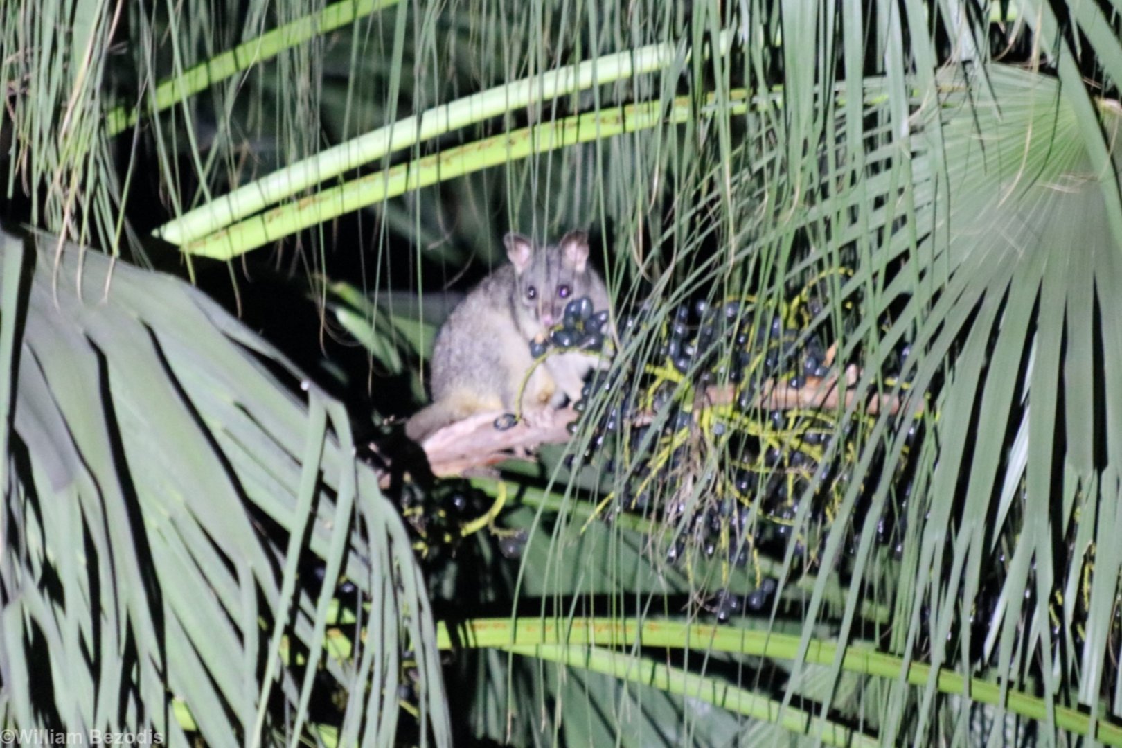 Northern Brushtail Possum - Darwin Botanic Gardens
