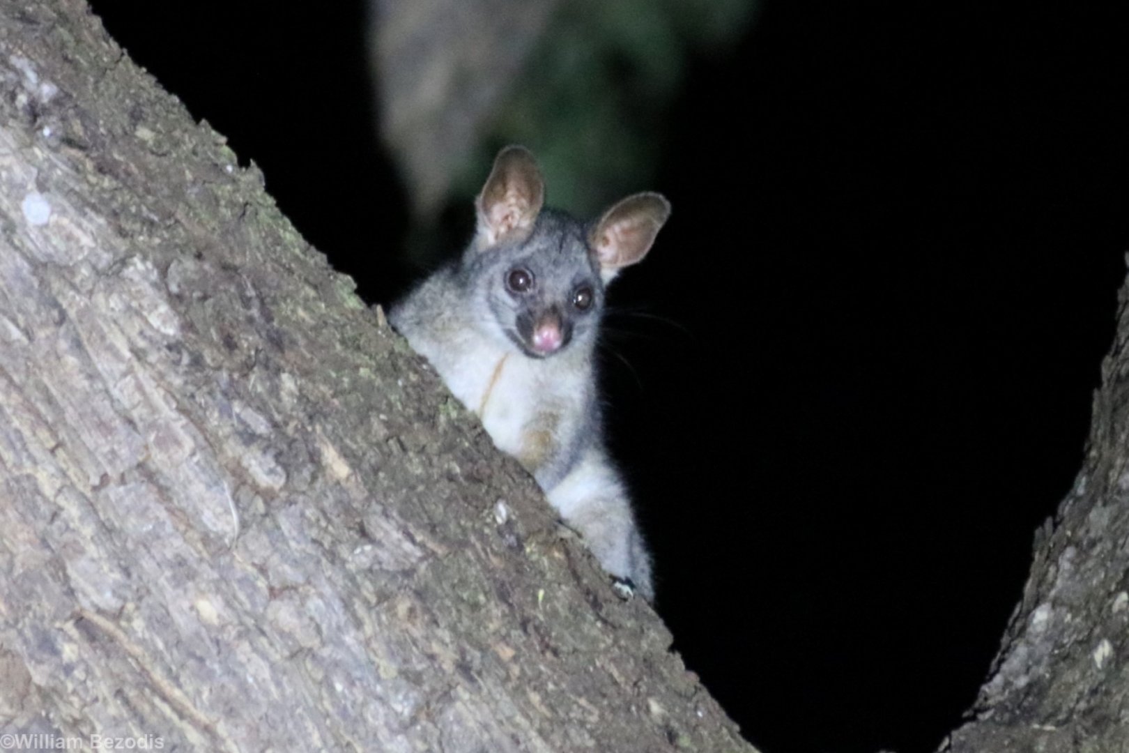 Northern Brushtail Possum - Darwin Botanic Gardens