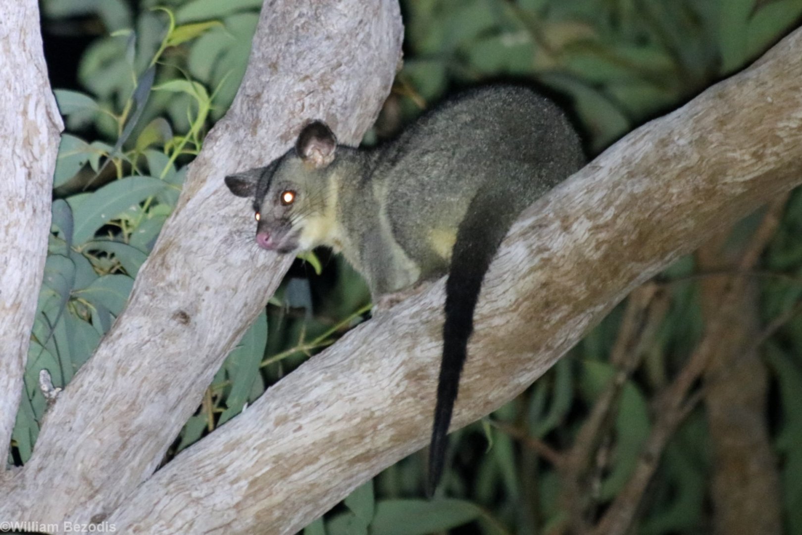 Northern Brushtail Possum - Kakadu