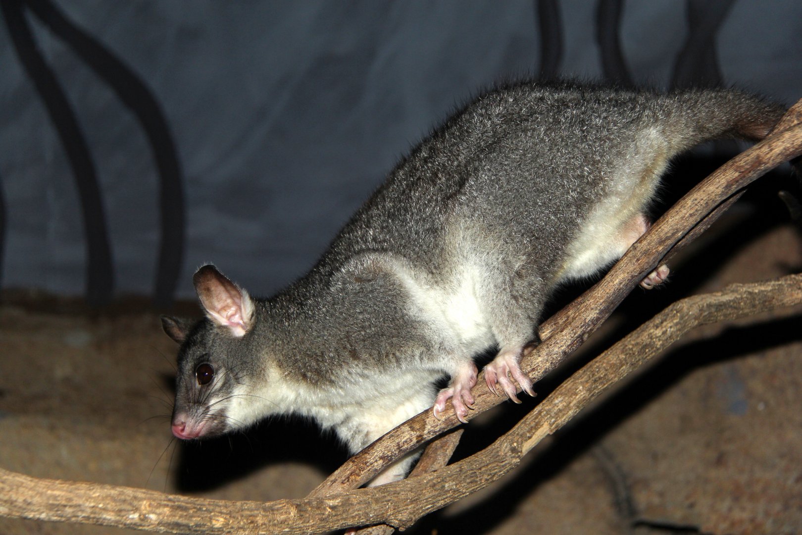 Northern brushtail possum (Trichosurus arnhemensis)