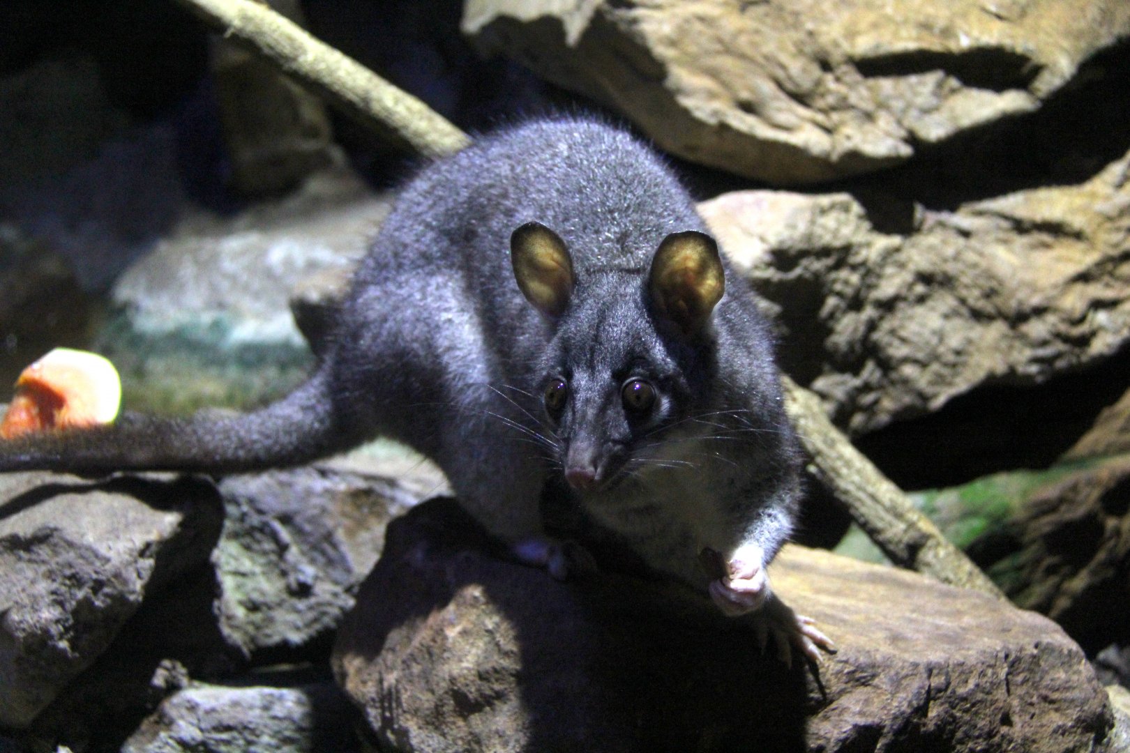 Northern brushtail possum (Trichosurus arnhemensis)