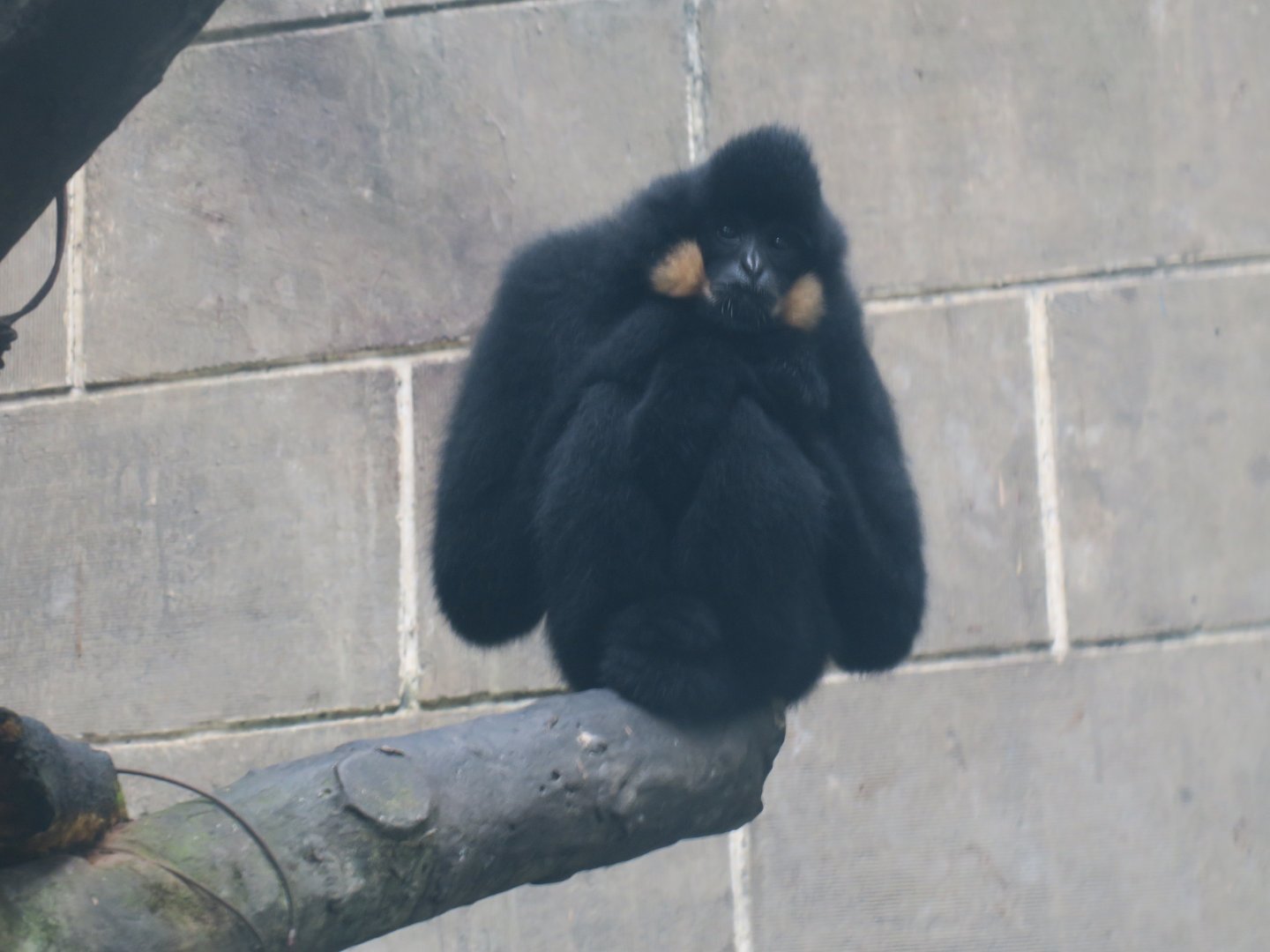 northern buffed-cheeked gibbon (Nomascus annamensis)