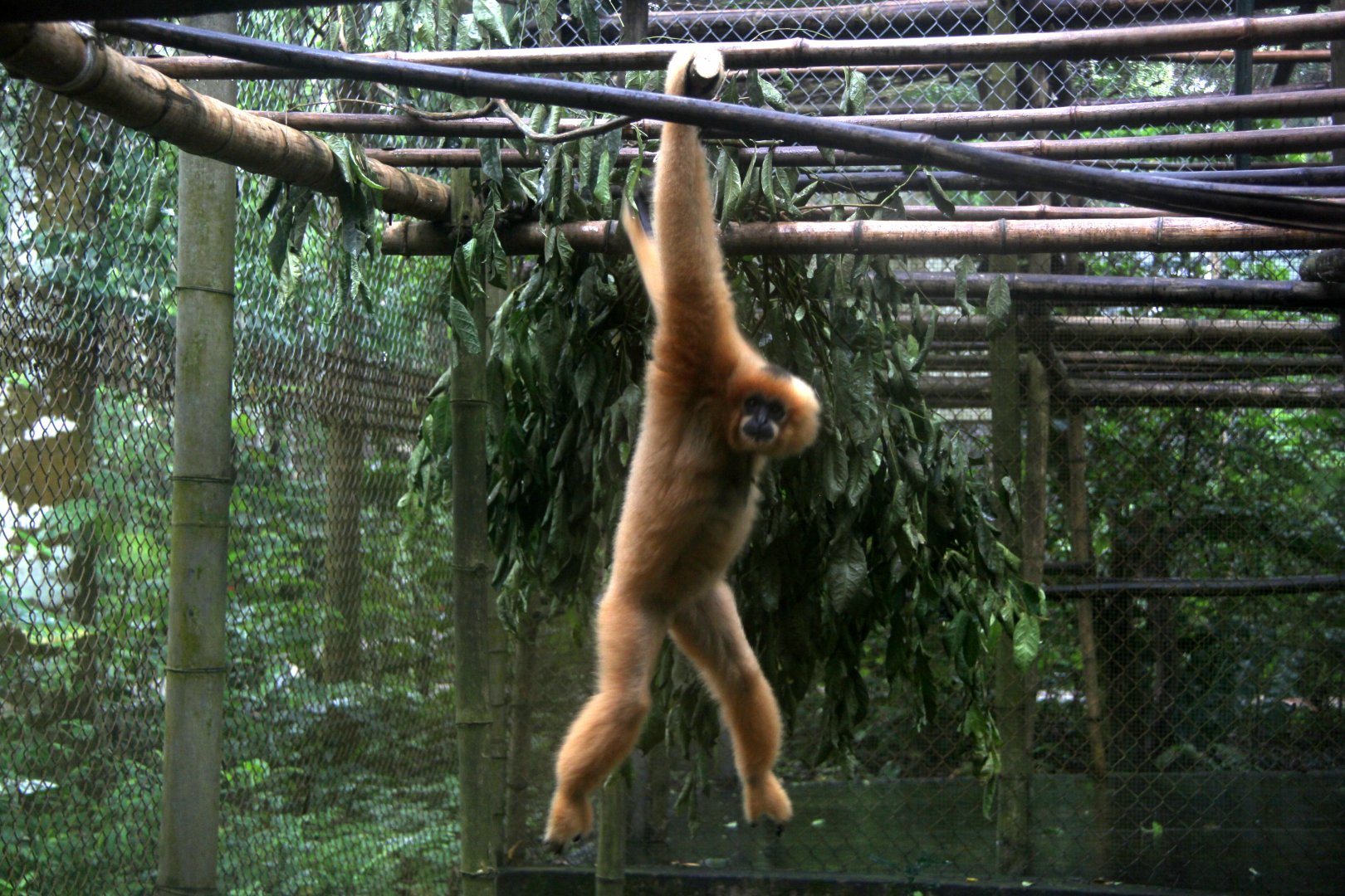 Northern buffed-cheeked gibbon (Nomascus annamensis)