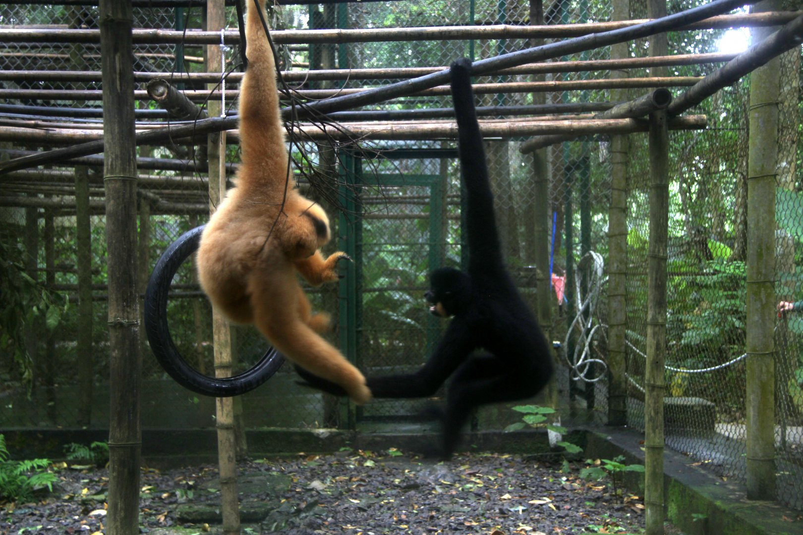 Northern buffed-cheeked gibbon (Nomascus annamensis)