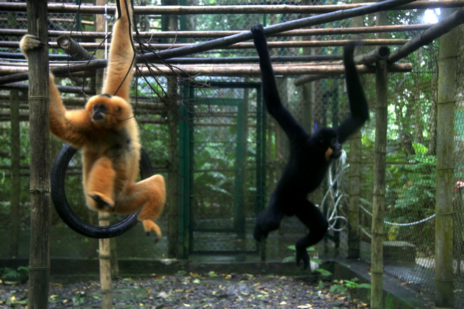 Northern buffed-cheeked gibbon (Nomascus annamensis)