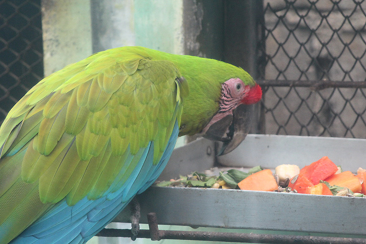 Northern Buffon's macaw (Ara ambiguus ambiguus)