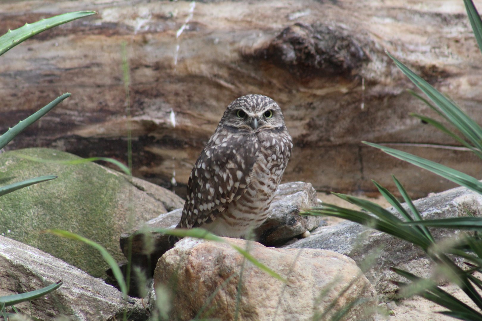 Northern Burrowing Owl