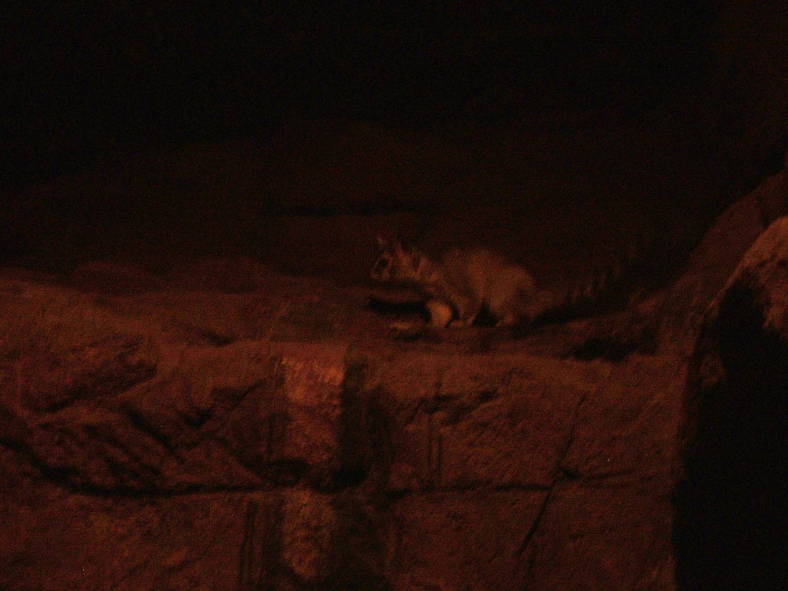 Northern Cacomistle at Burgers Zoo Arnhem, 30/05/12