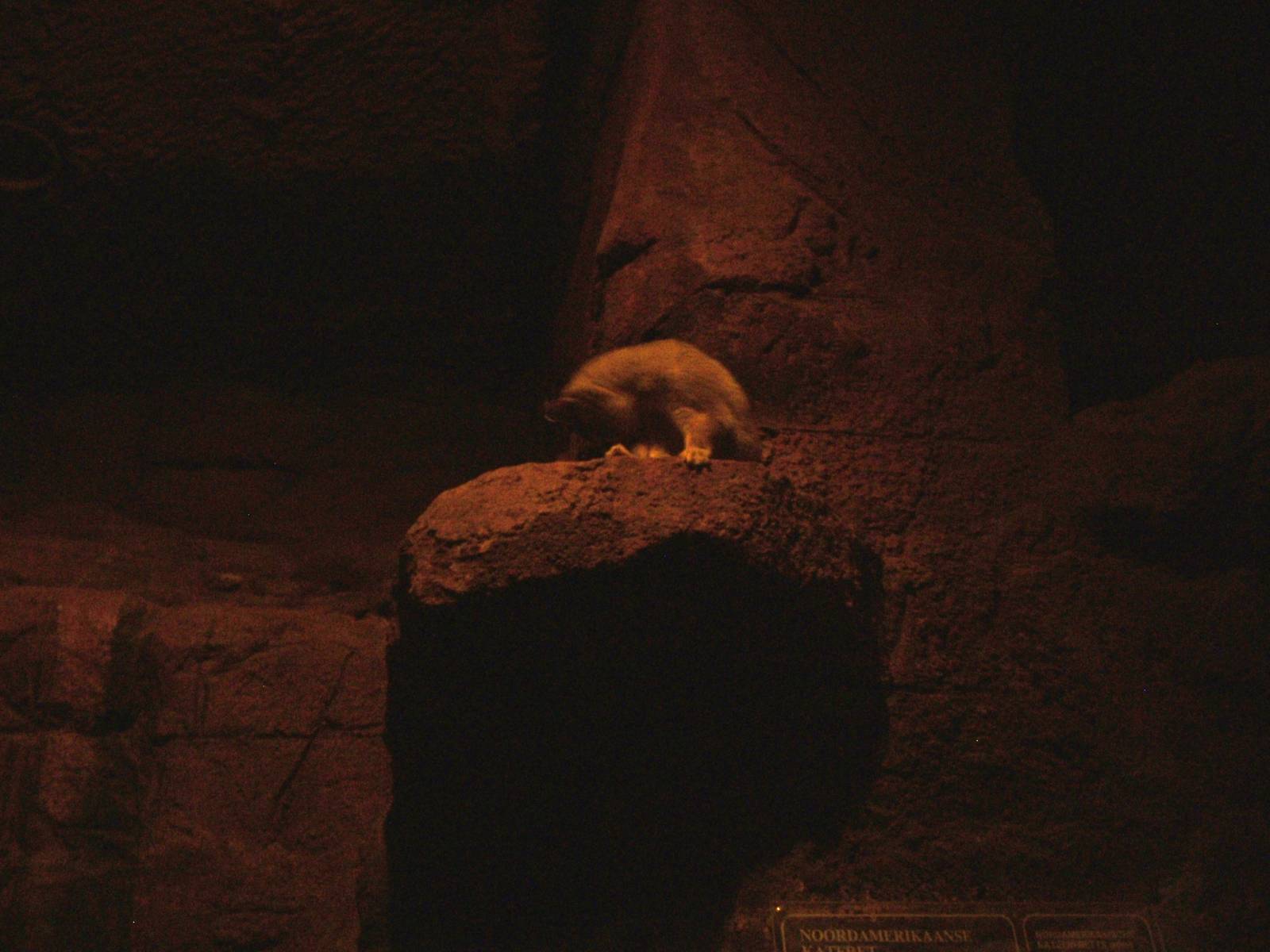 Northern Cacomistle at Burgers Zoo Arnhem, 30/05/12