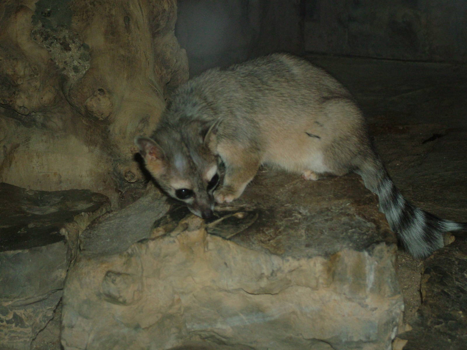 Northern Cacomistle at Frankfurt 31/08/10