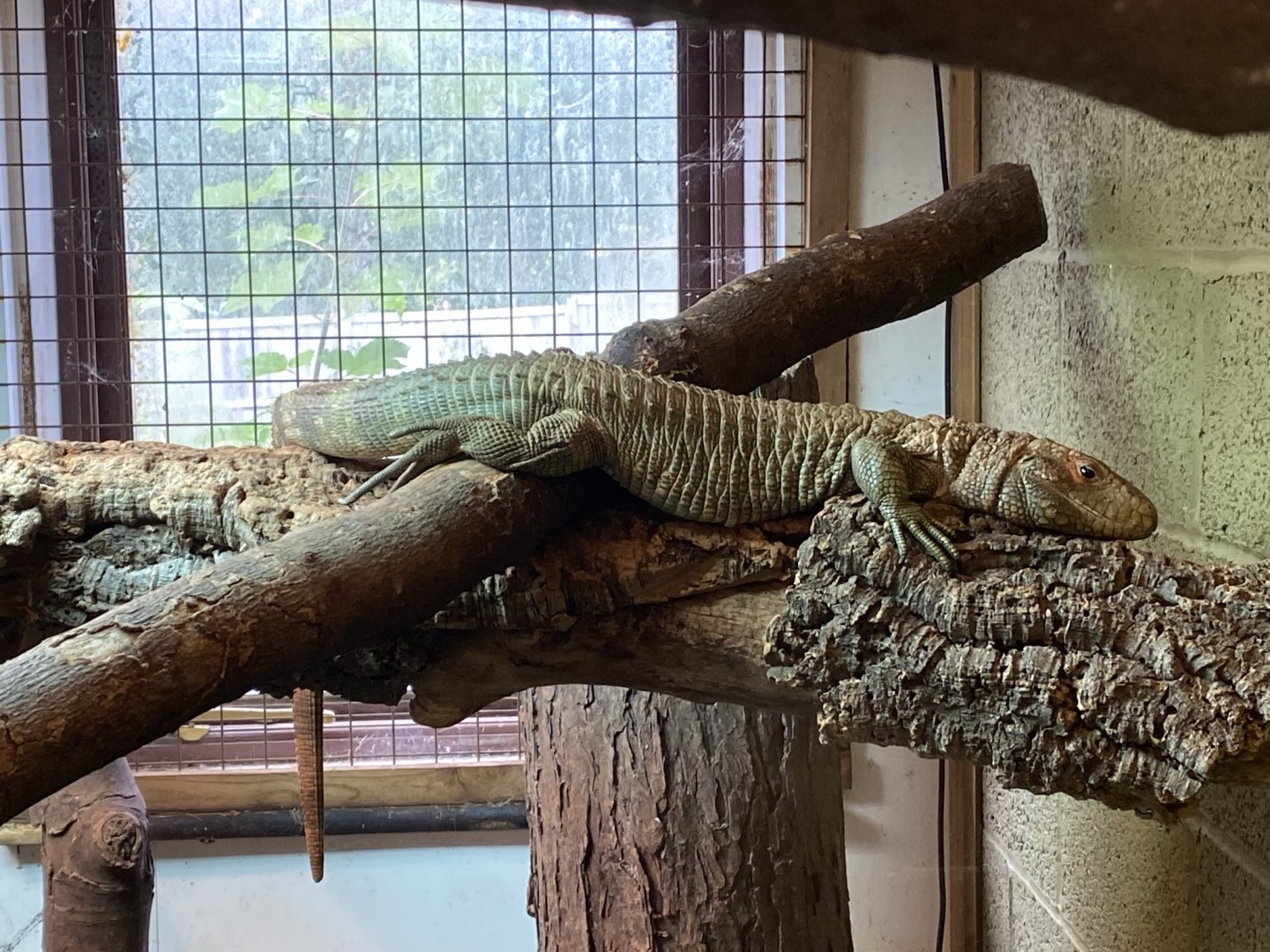 Northern caiman lizard 020821