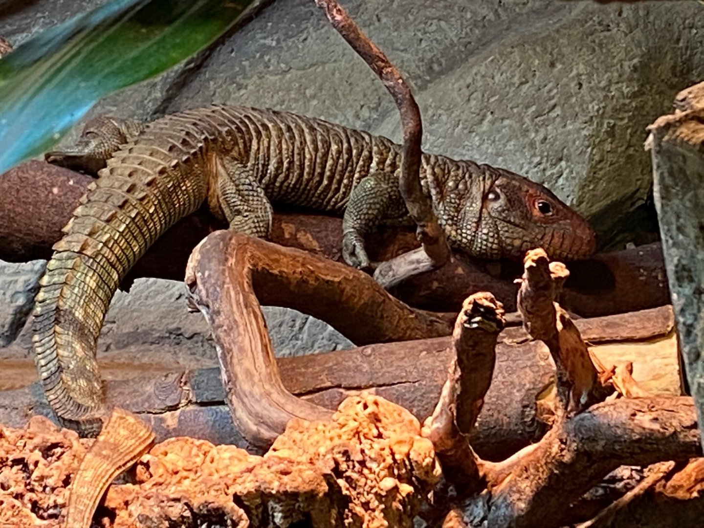Northern caiman lizard 231119