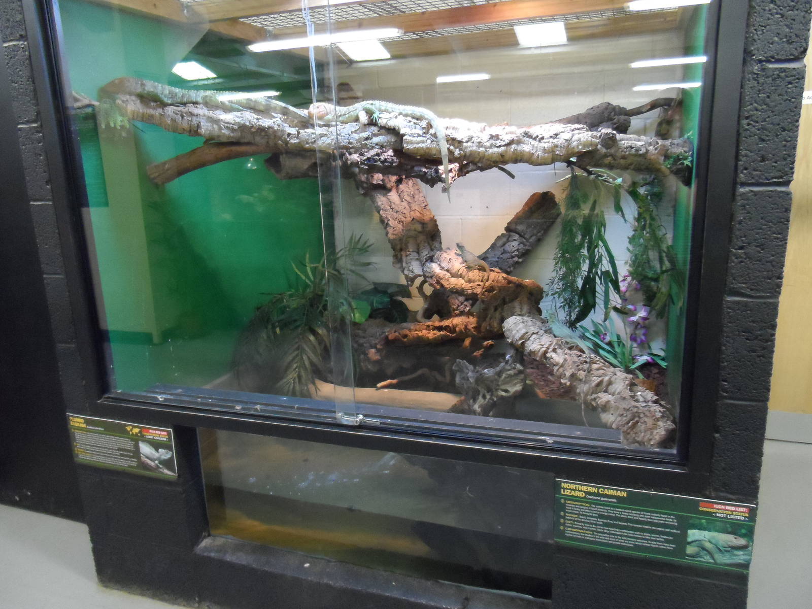 Northern Caiman Lizard and Plumed Basilisk Exhibit