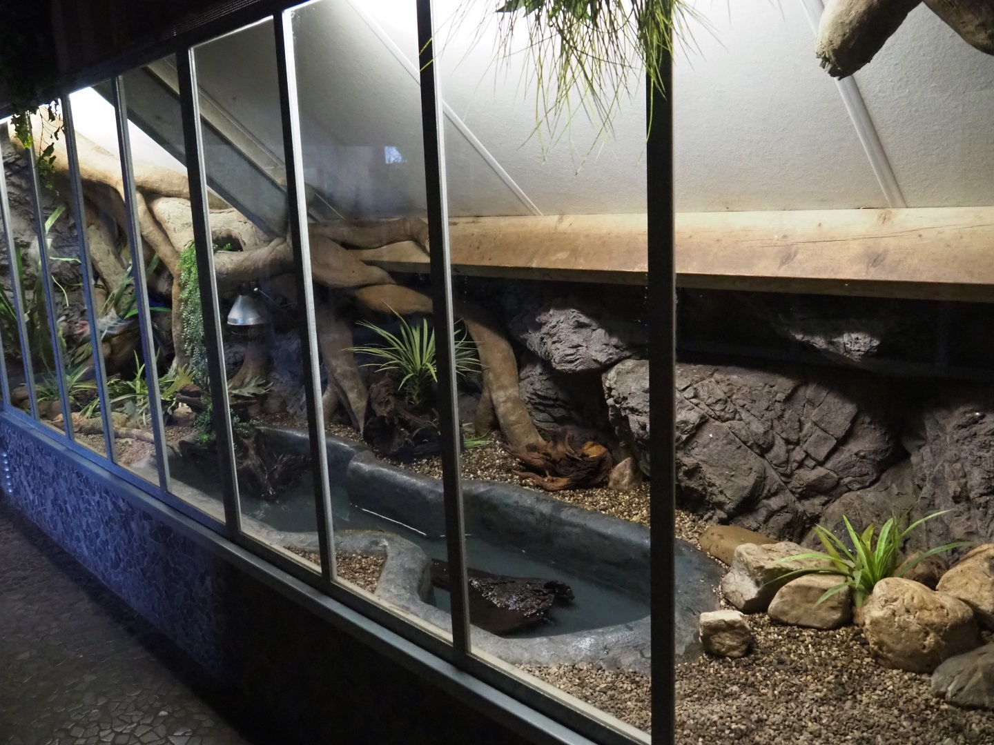Northern caiman lizard and Rococo toad terrarium, 2019-04-06