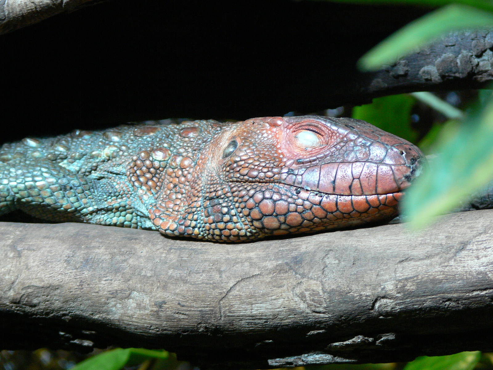 Northern Caiman Lizard at Chester Zoo, 06/07/13
