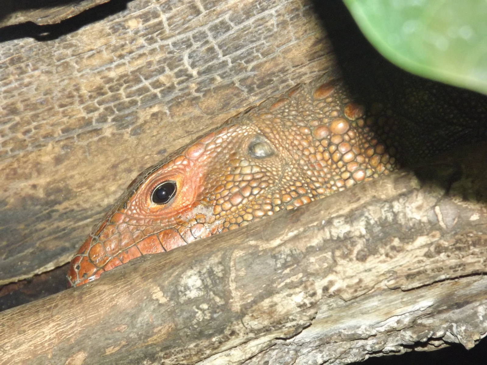 Northern Caiman Lizard at Chester Zoo 31/03/12