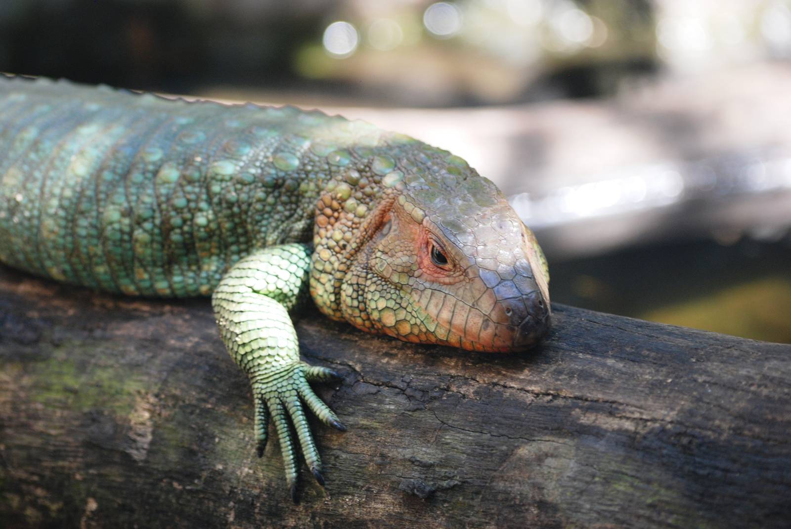 Northern Caiman Lizard at Miami, 12/10/13