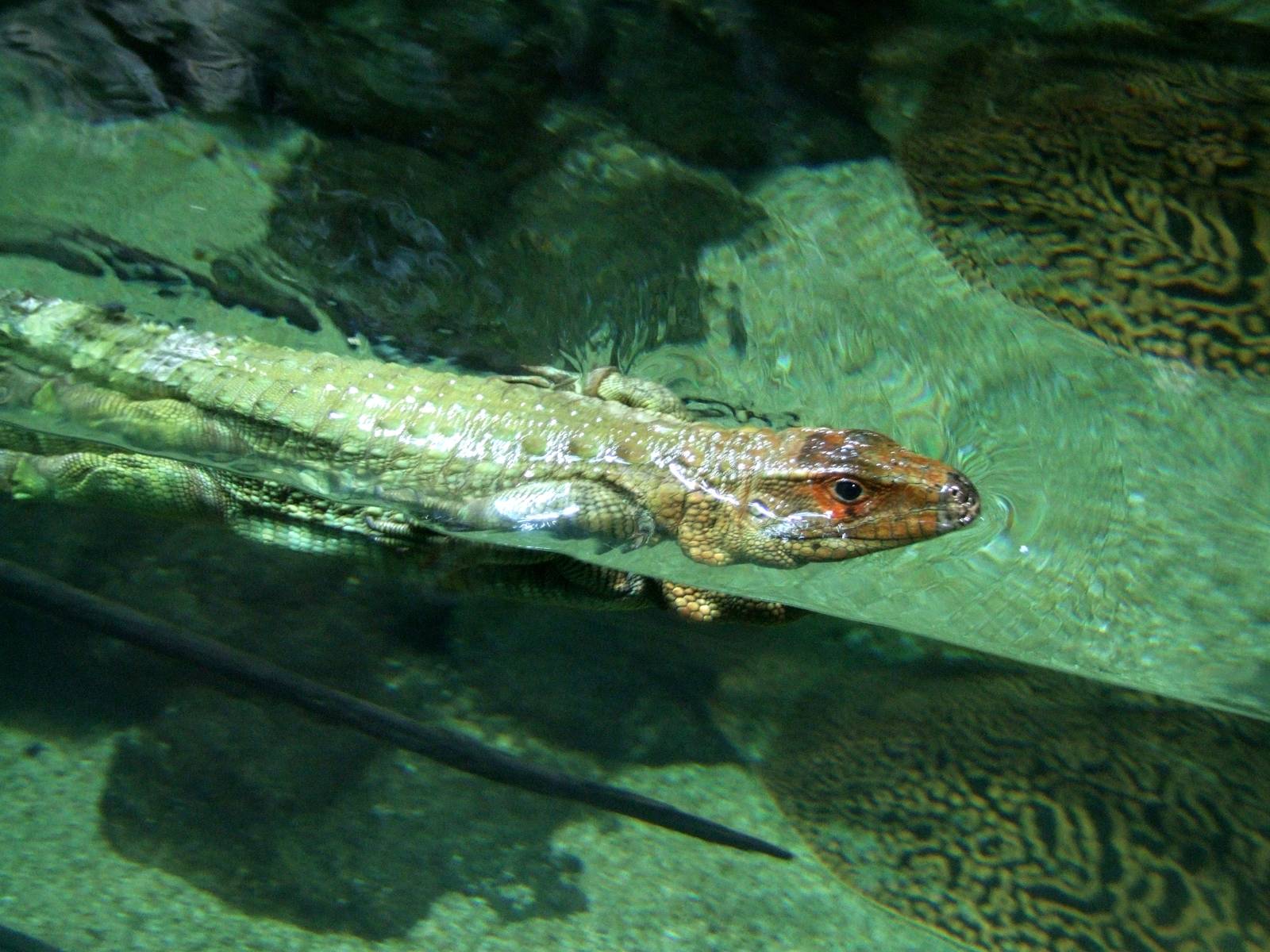 Northern Caiman Lizard at Vienna, 16/06/13