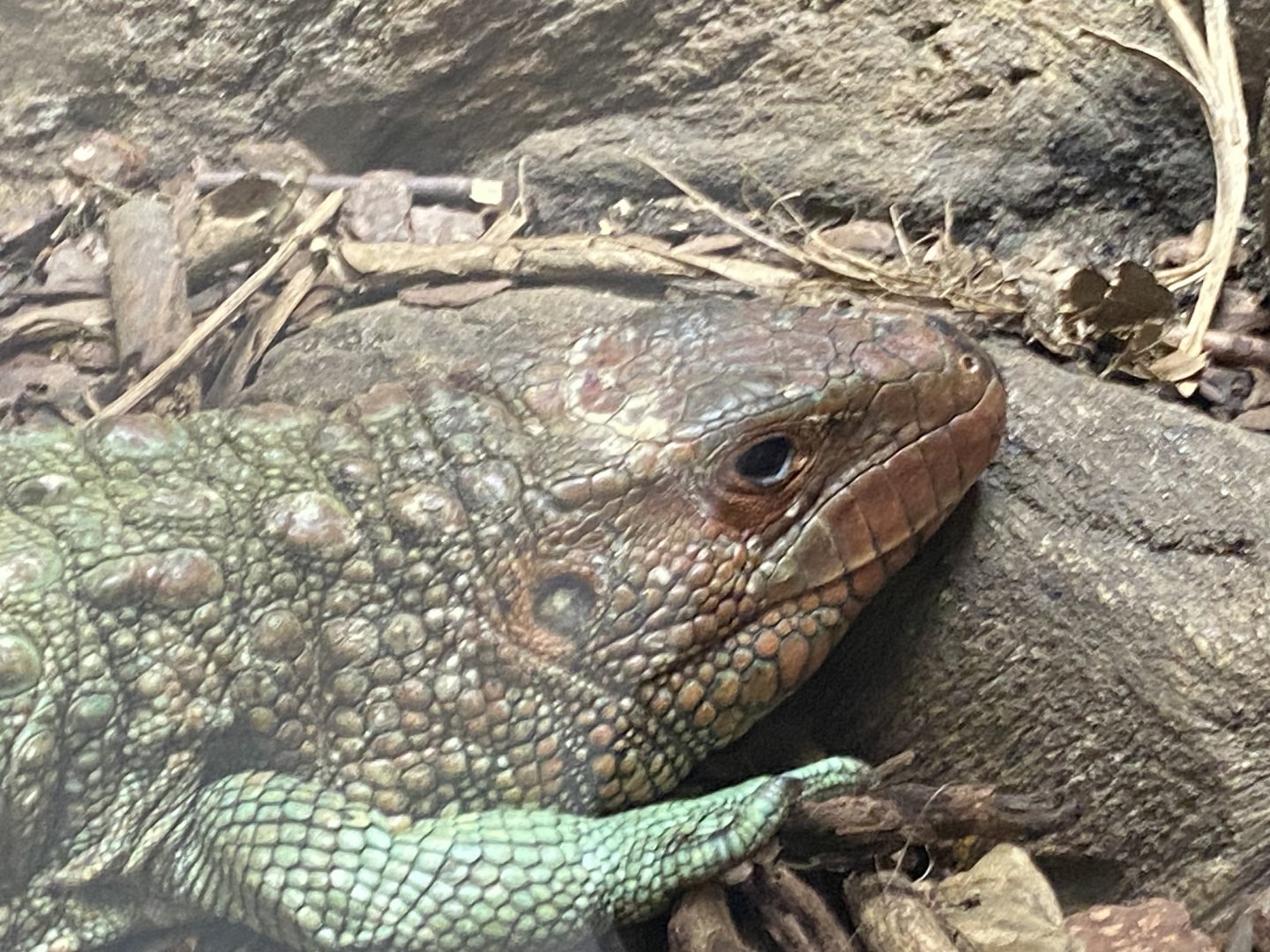 Northern caiman lizard close up