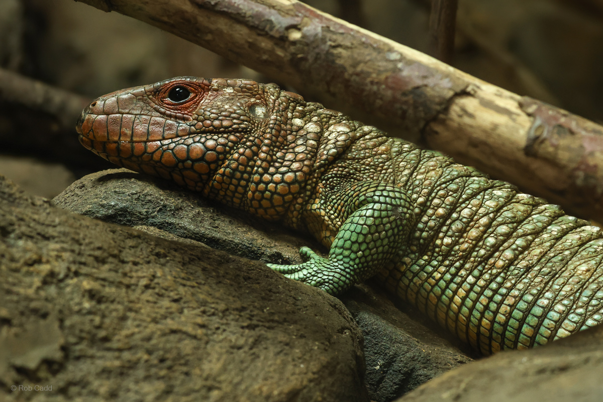 Northern caiman lizard : Crocodiles of the World : 04 Jul 2025