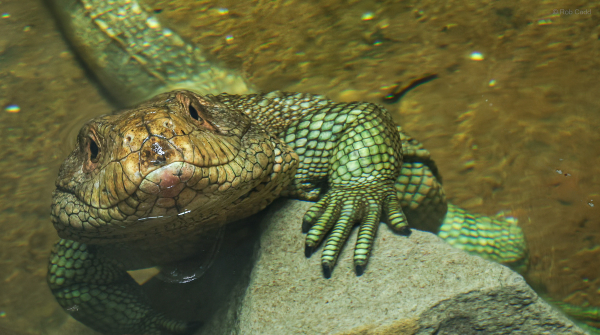 Northern caiman lizard : Crocodiles of the World : 14 Mar 2025