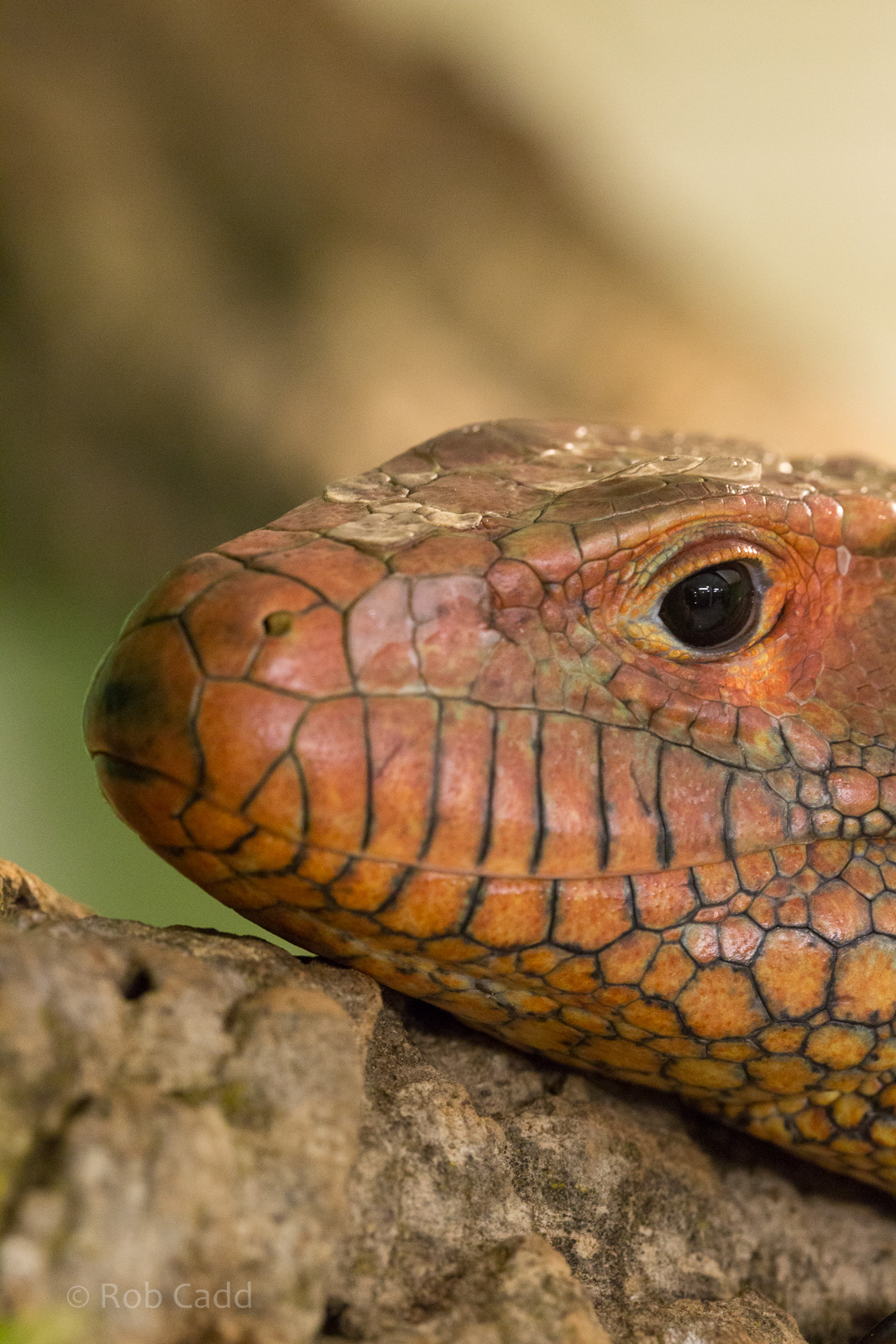 Northern Caiman lizard : Crocodiles of the World : 14 Nov 2014